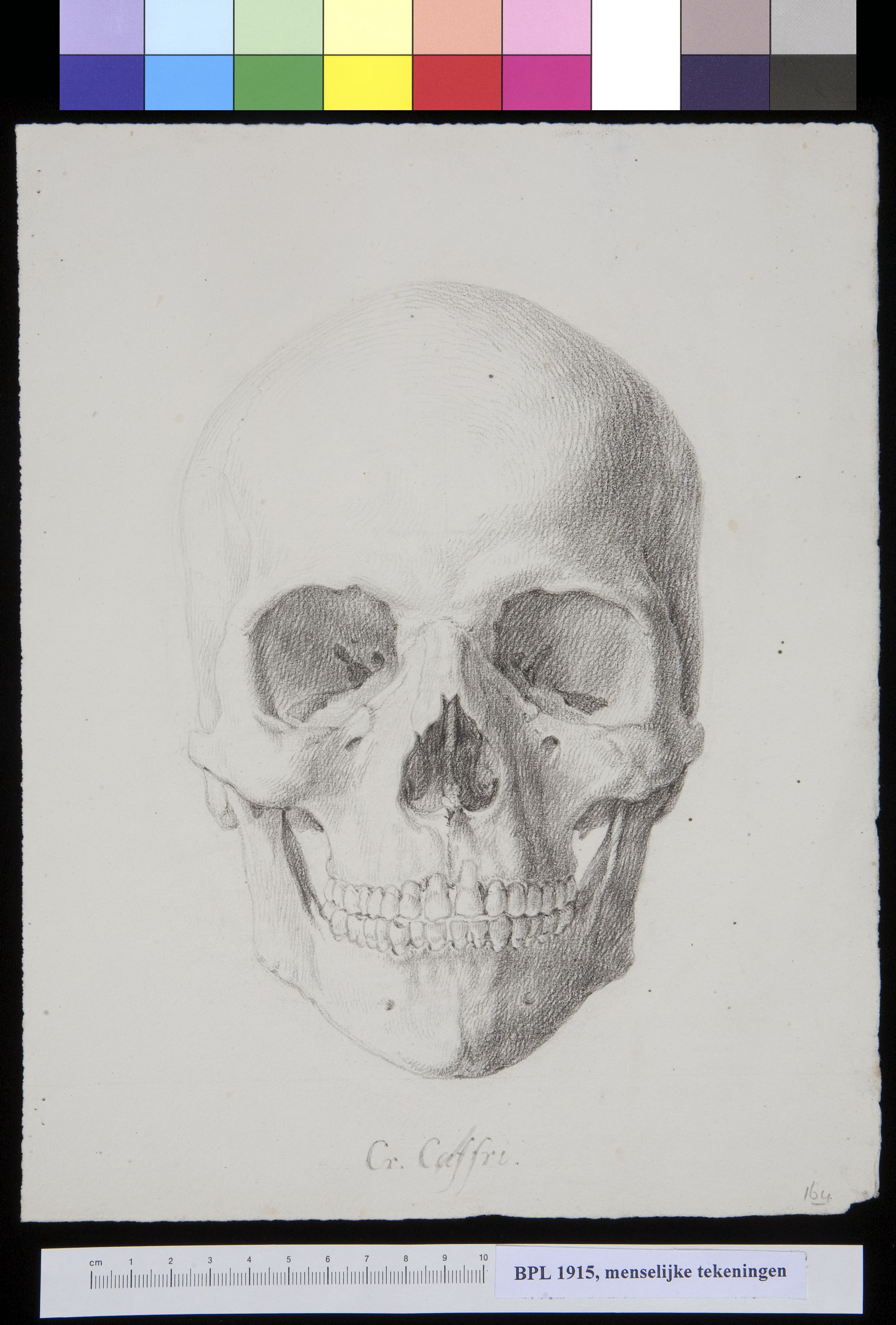 Skull of a South African man or woman, lateral view