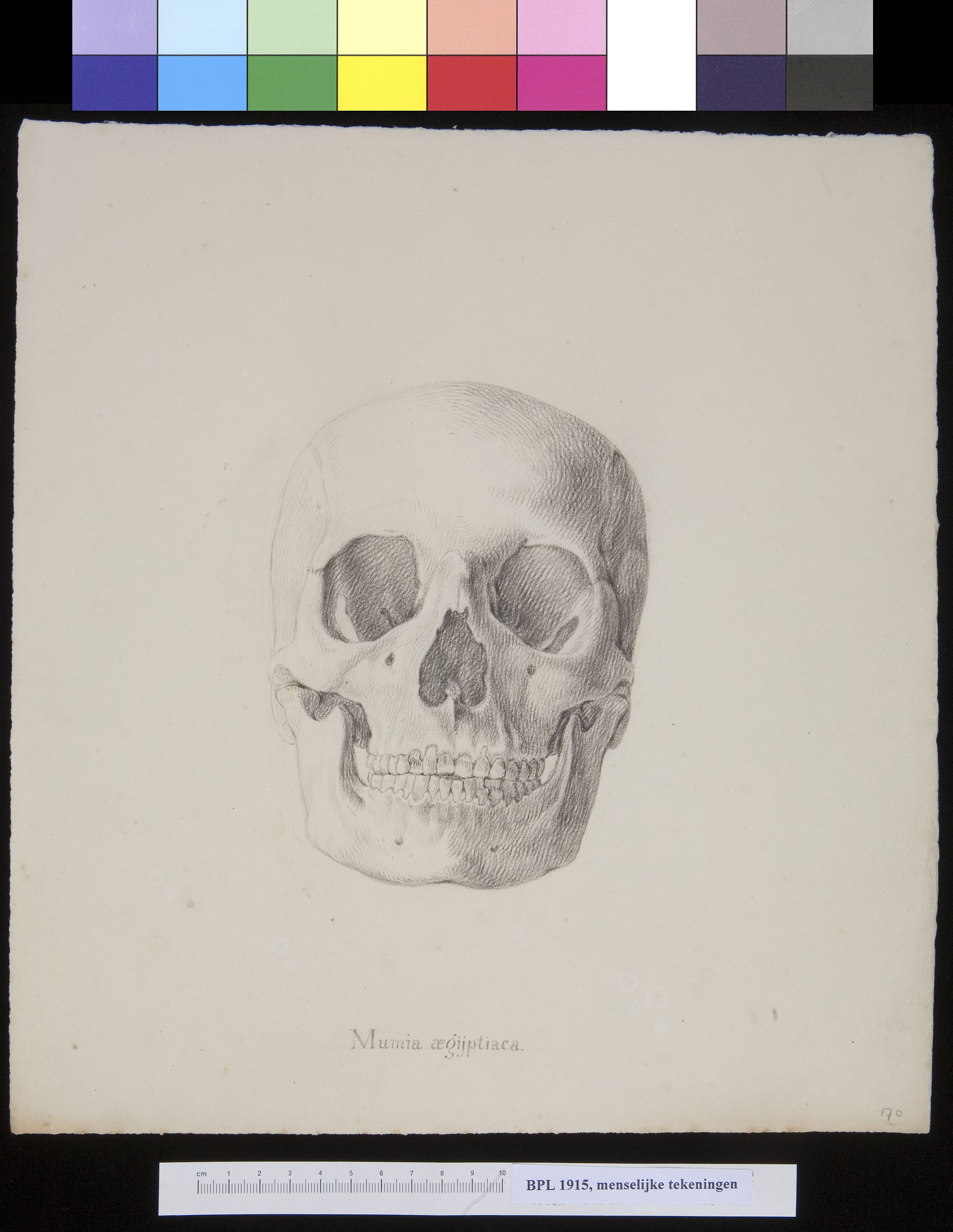 Skull of an Egyptian mummy, frontal view
