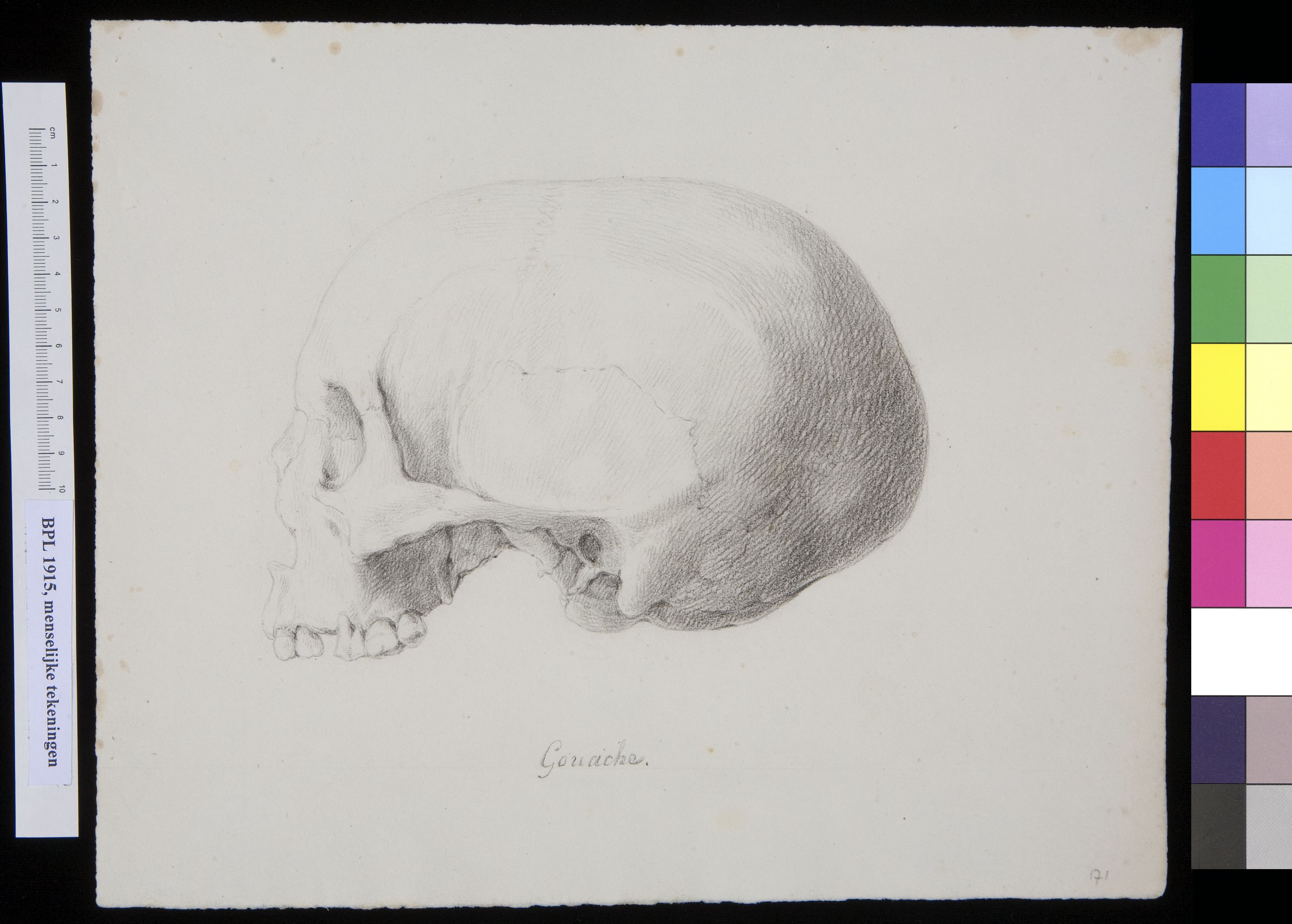 Skull of a man or woman from Gouache, lateral view
