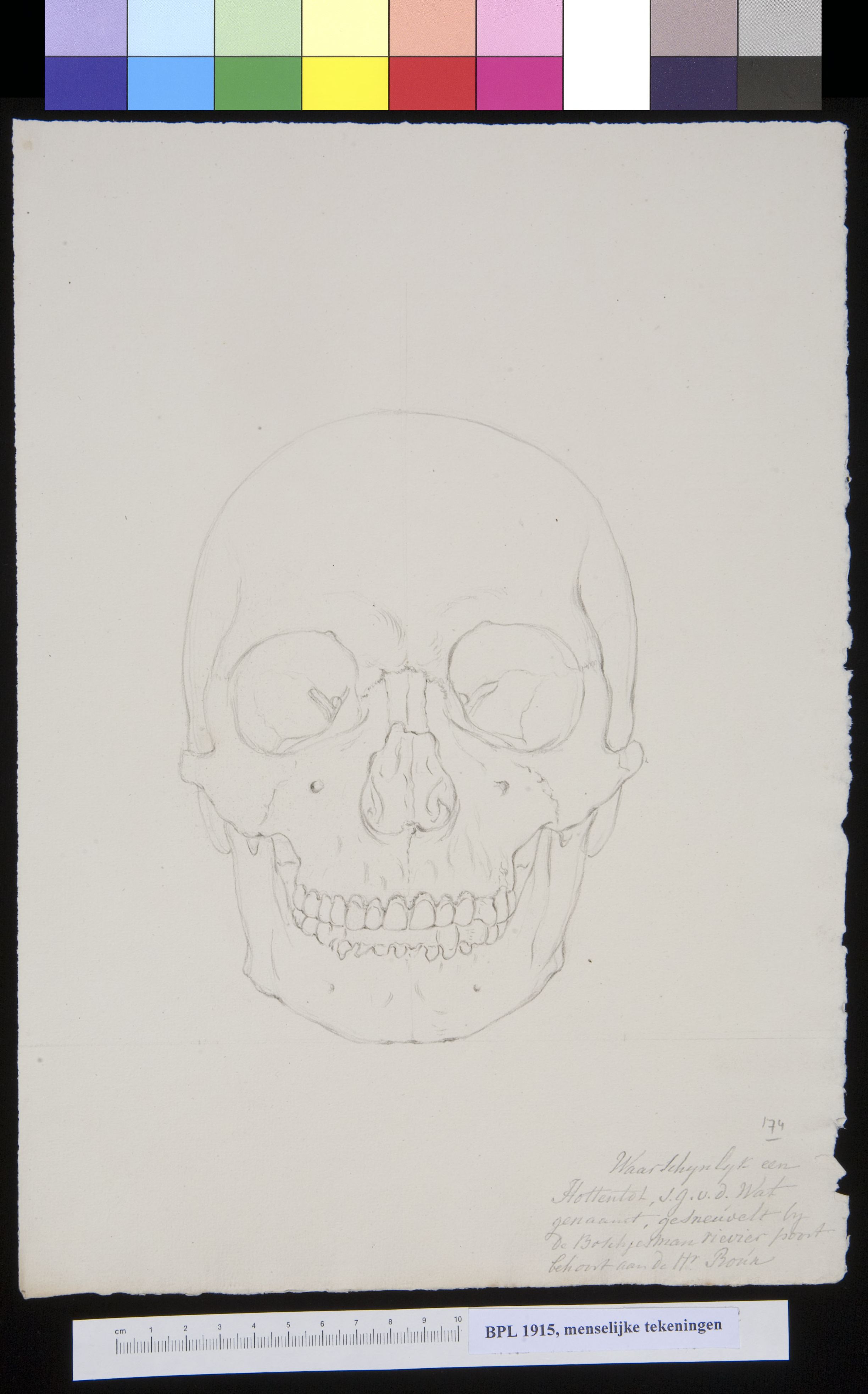 Skull of a South African Khoikhoi, frontal view (outlines)