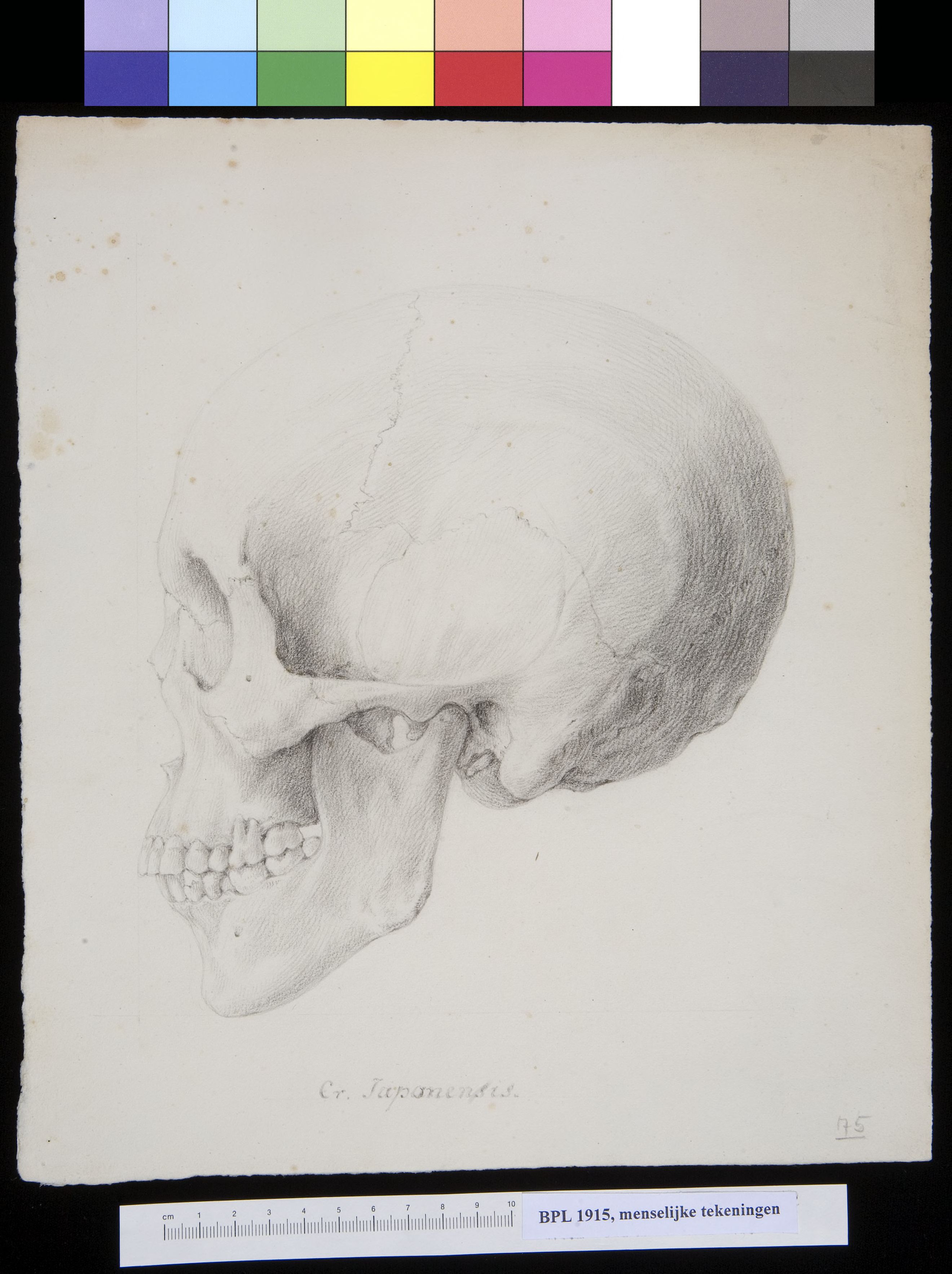 Skull of a Japanese man or woman, lateral view