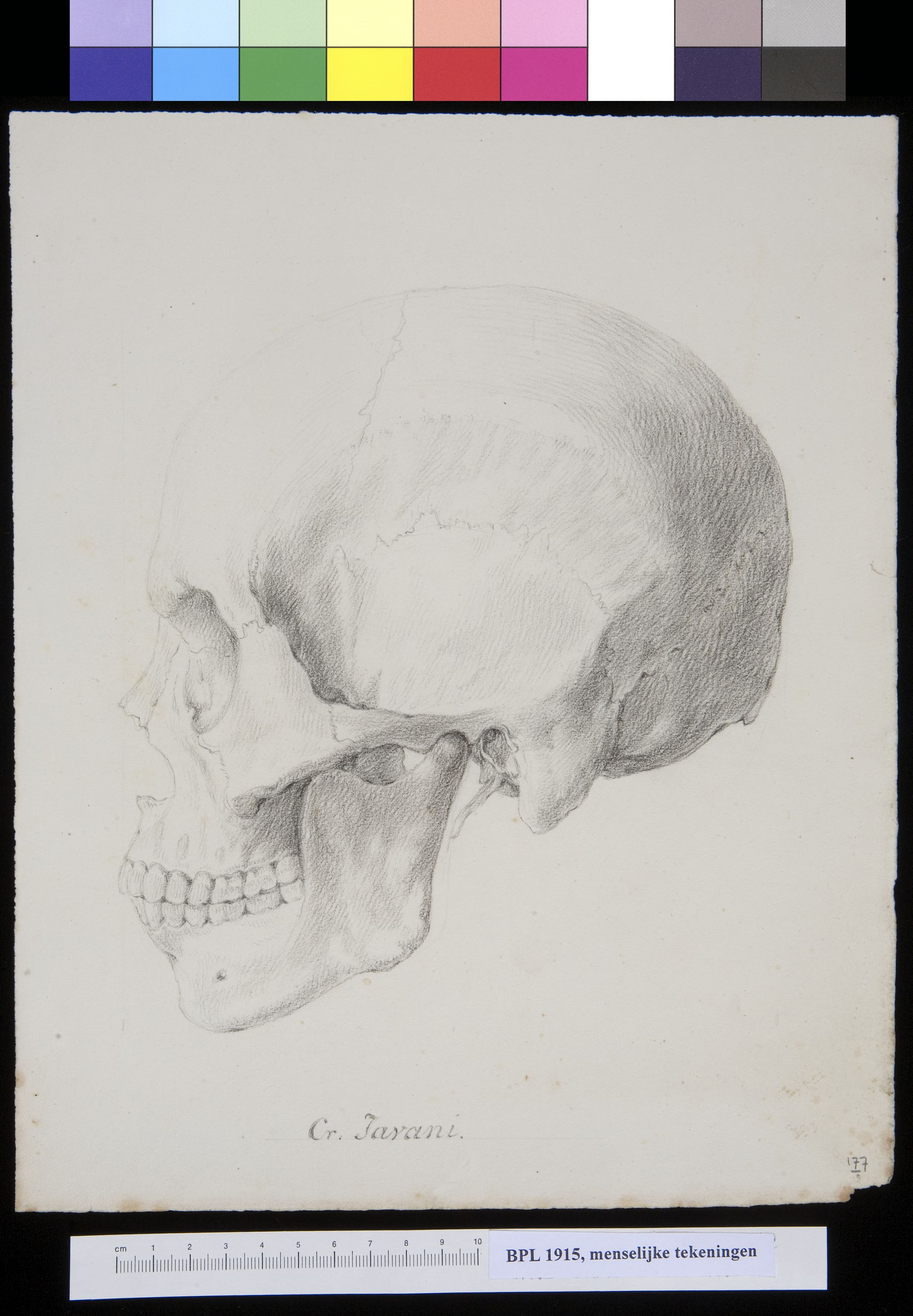 Skull of a Javanese man or woman, lateral view
