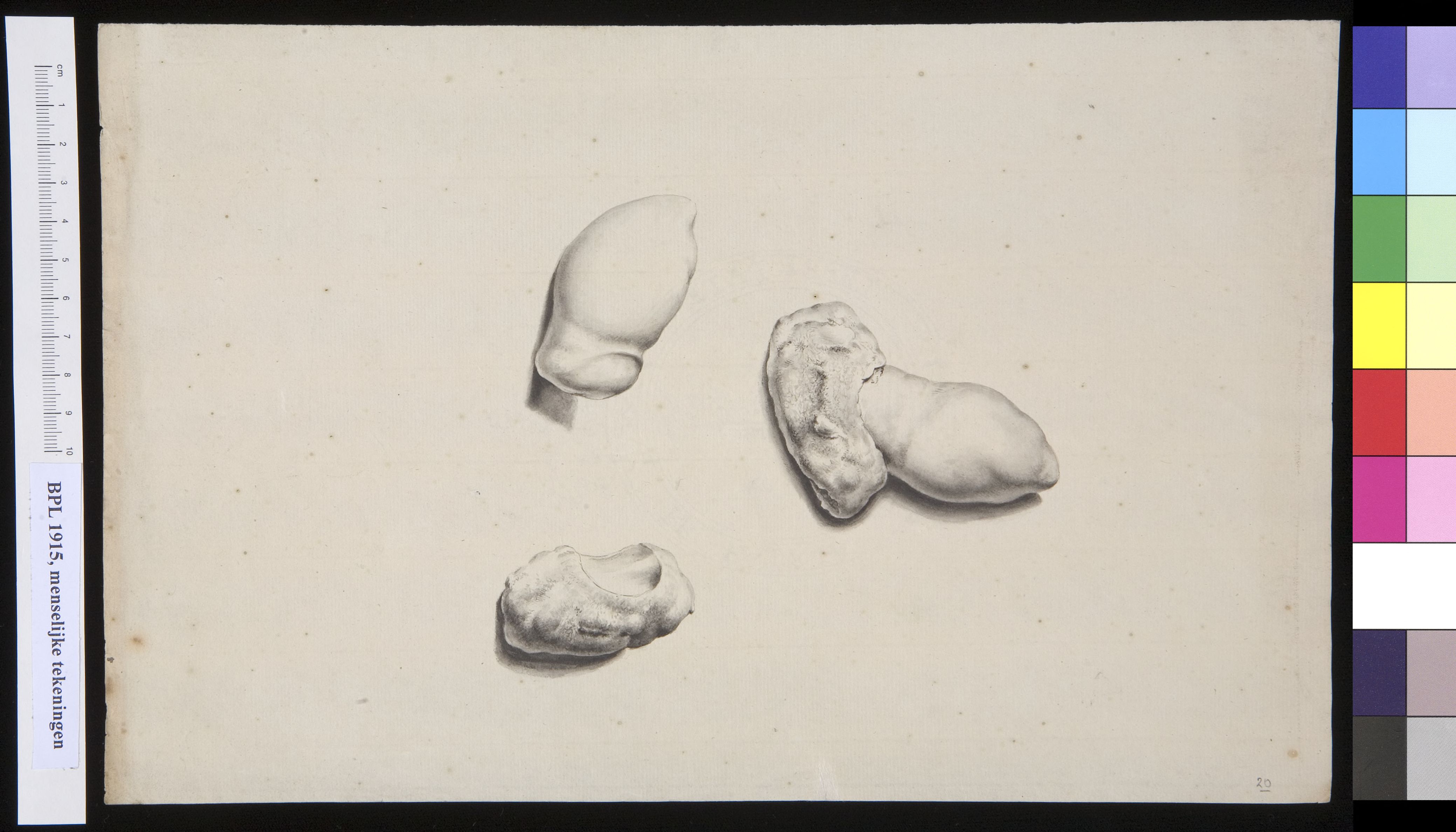 Tarsus (bones of the foot)