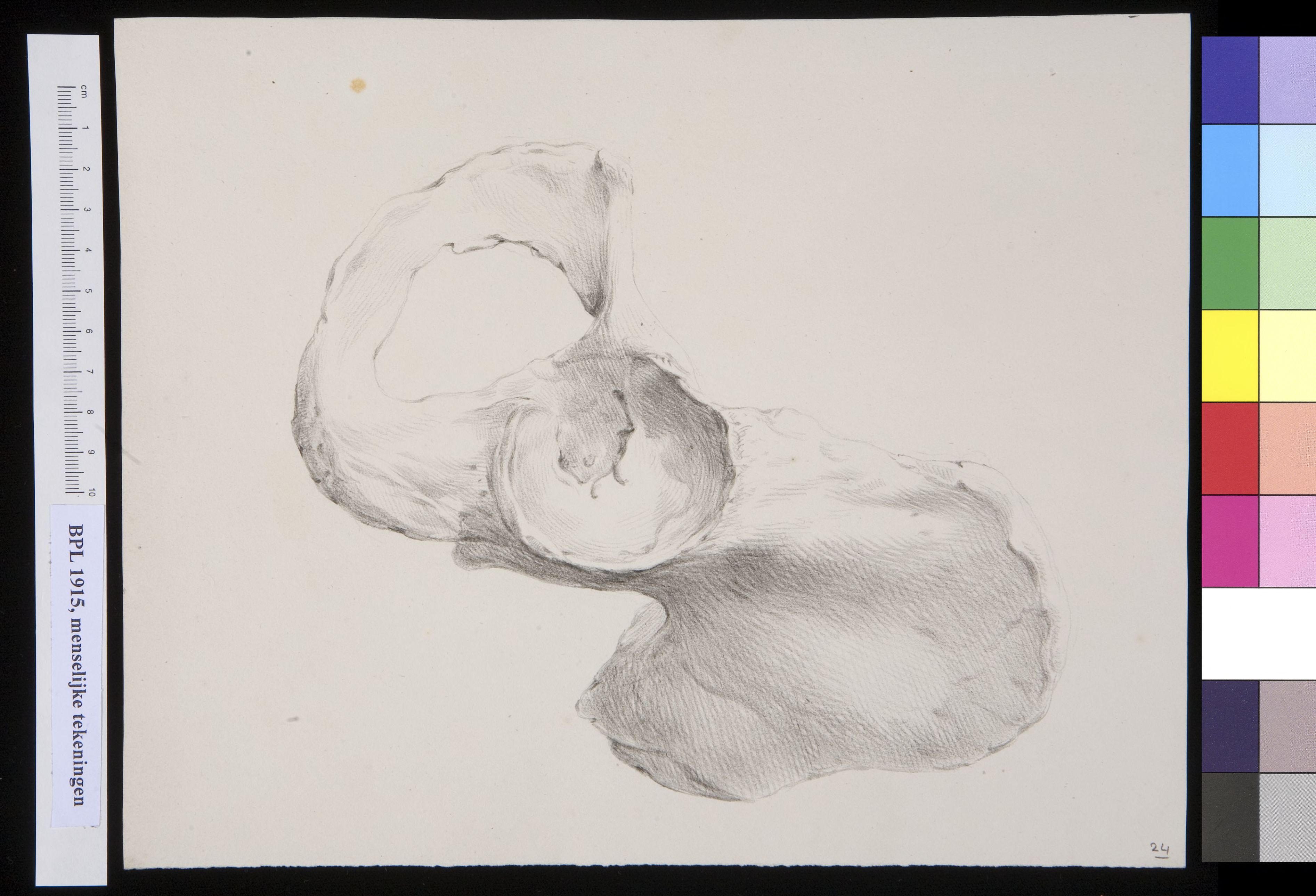 Pelvis