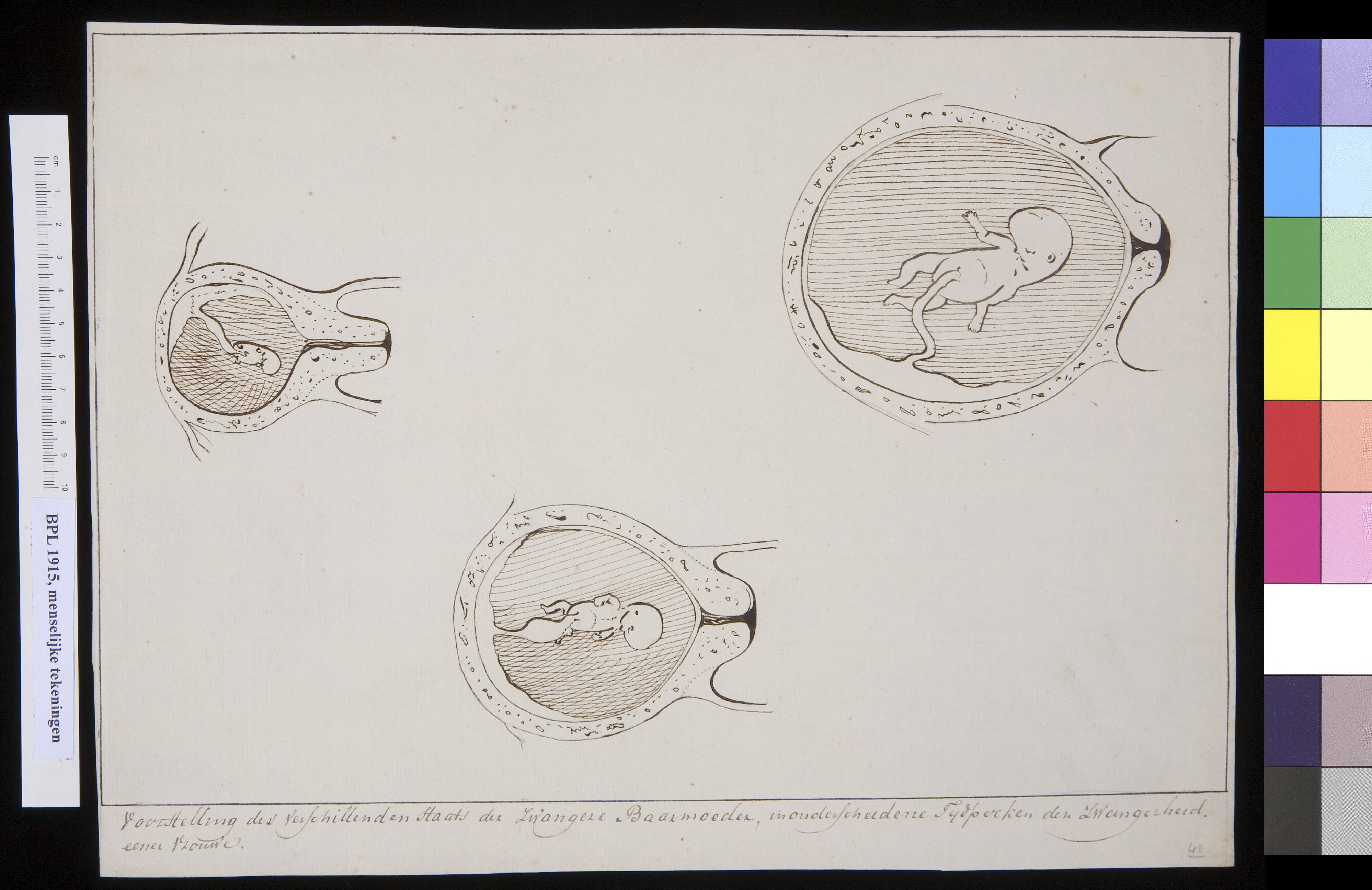 Three drawings showing the developmen of the foetus