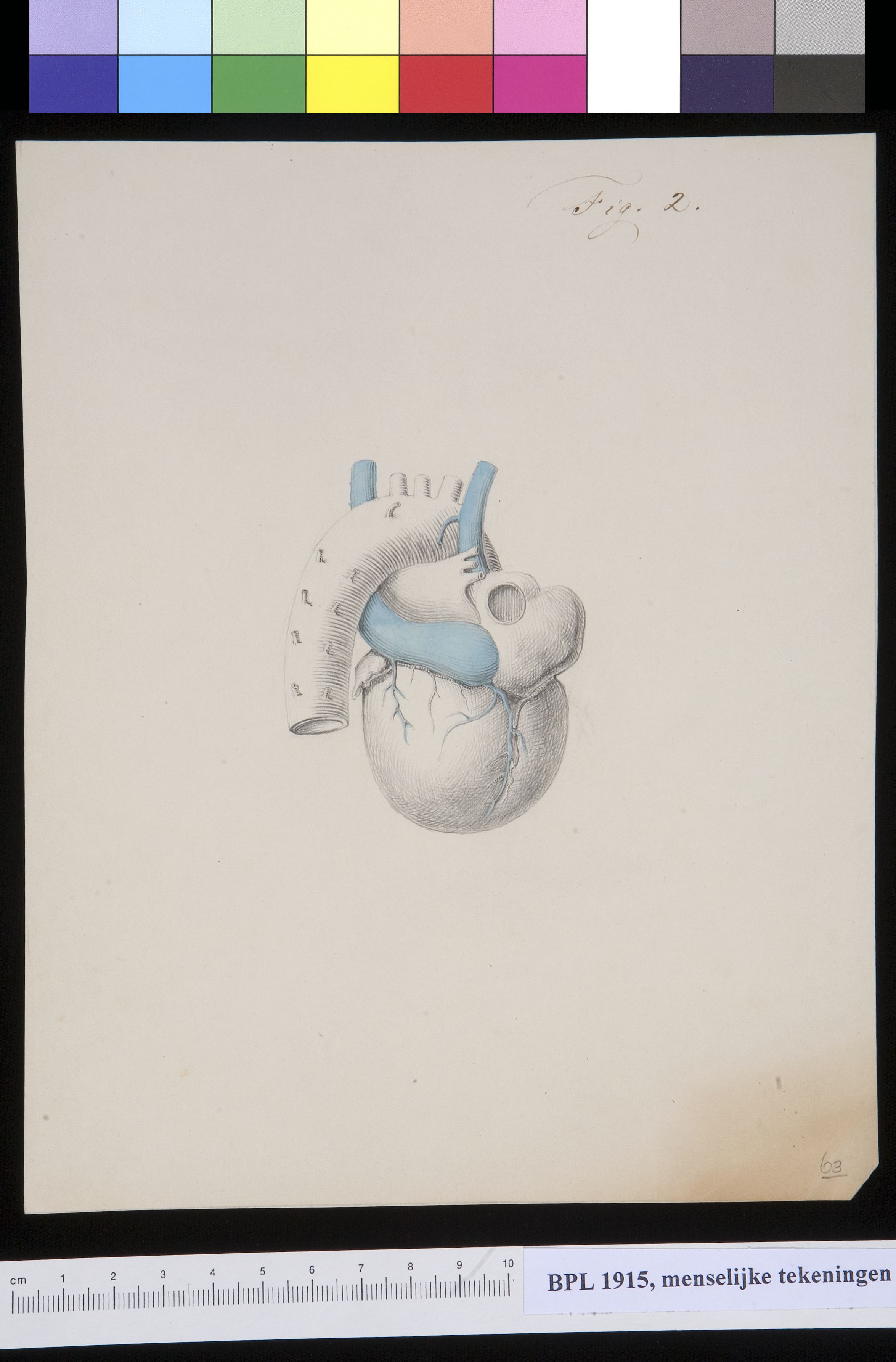 Heart