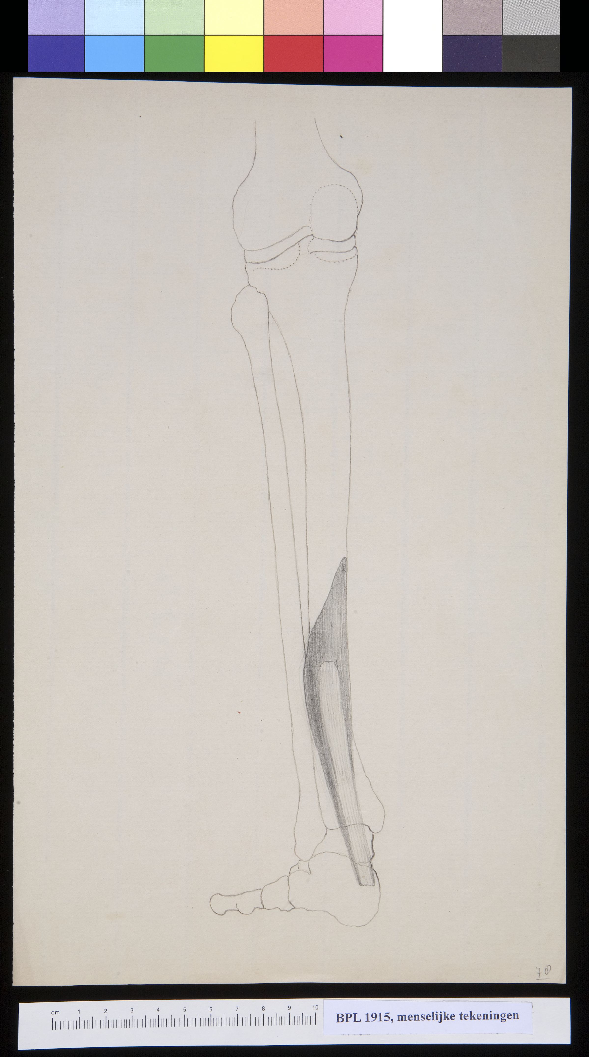Muscles in the lower leg