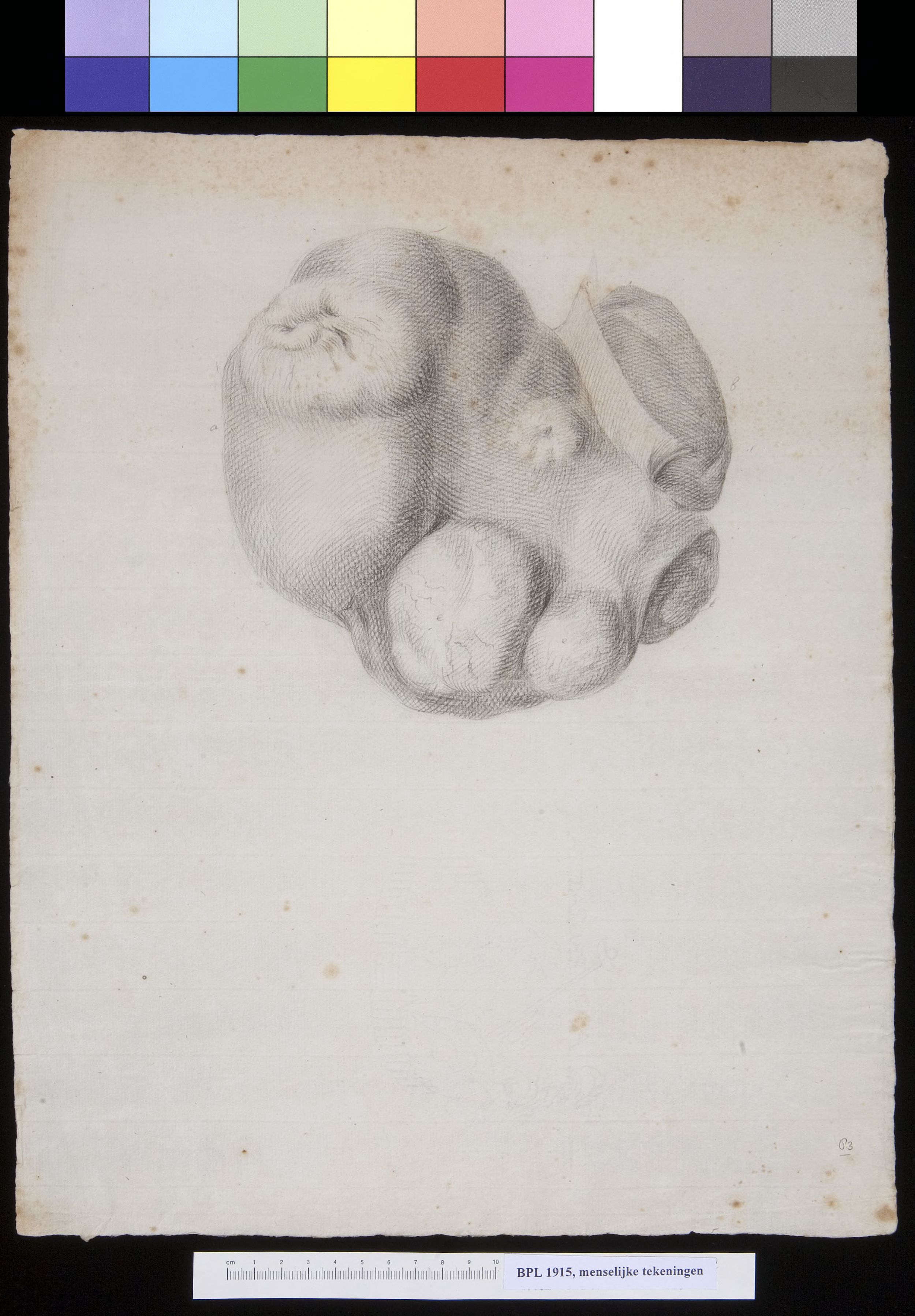Liver
