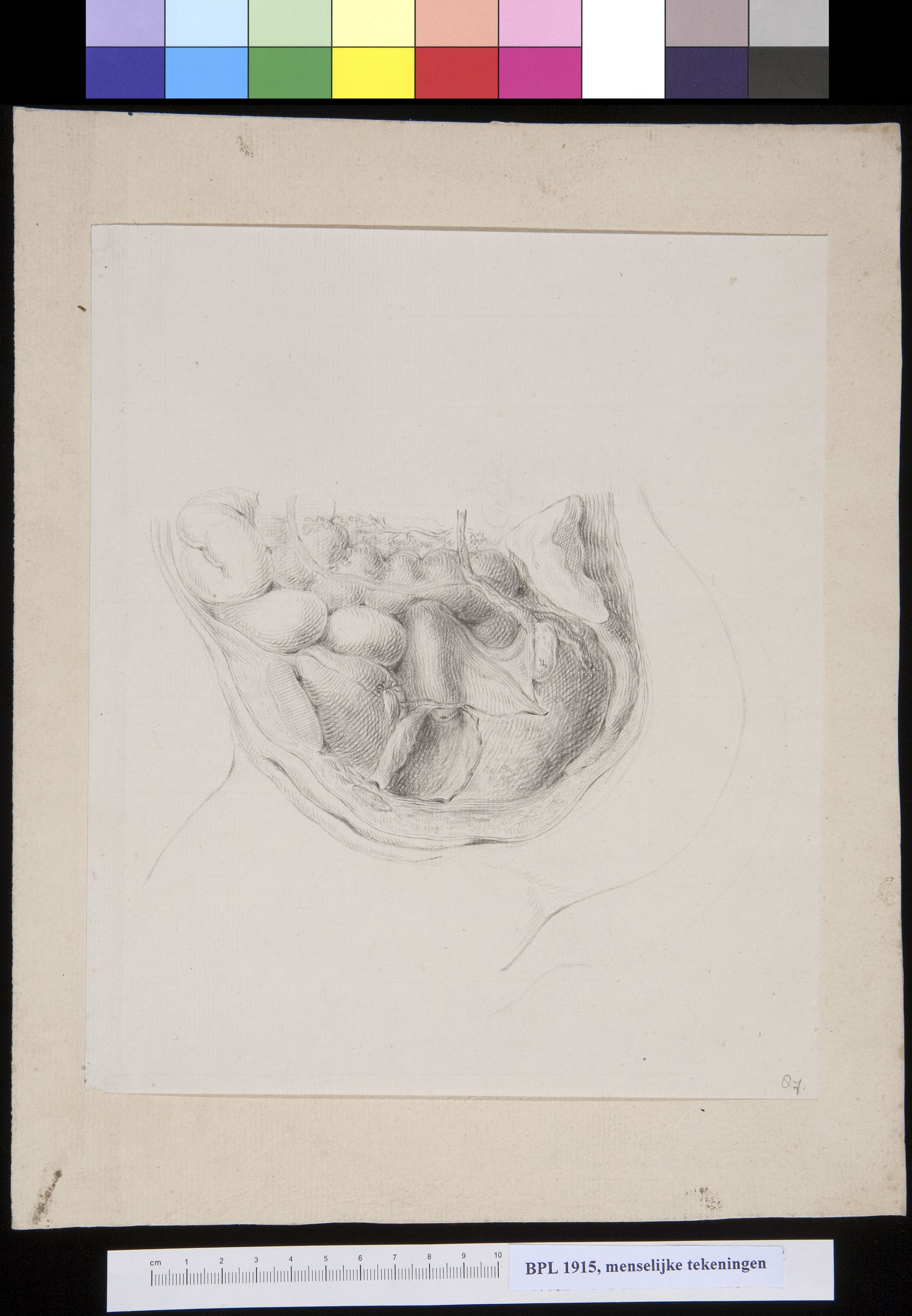Digestive sytem: lower abdomen