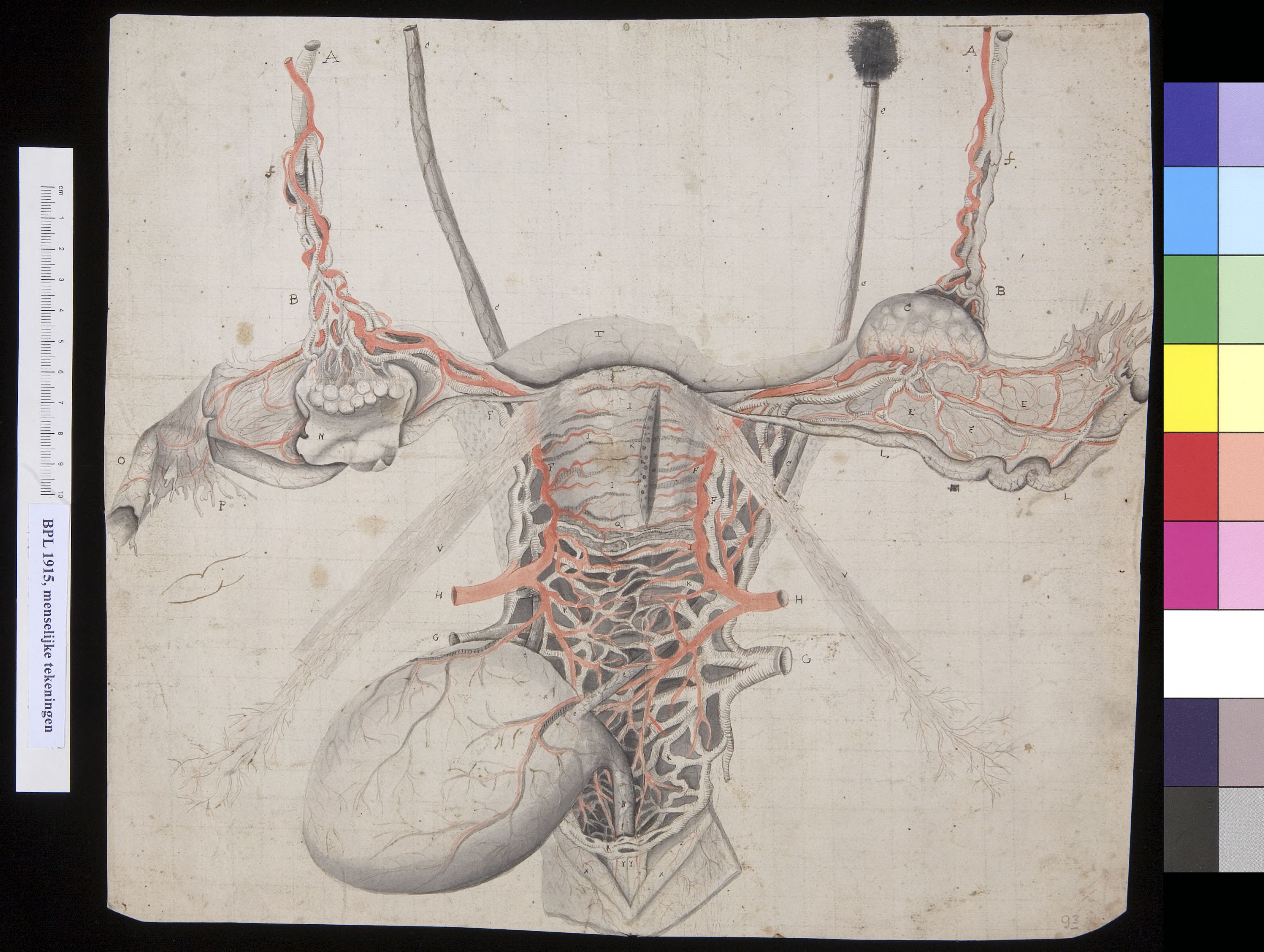Uterus (womb)
