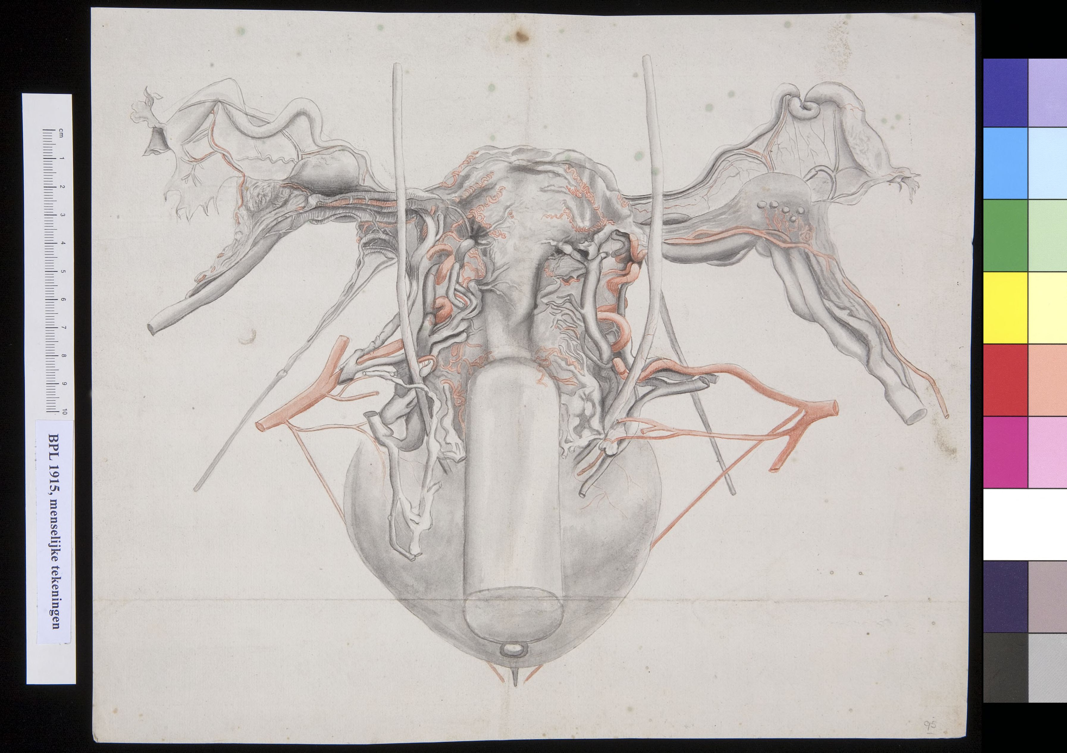 Uterus (womb)