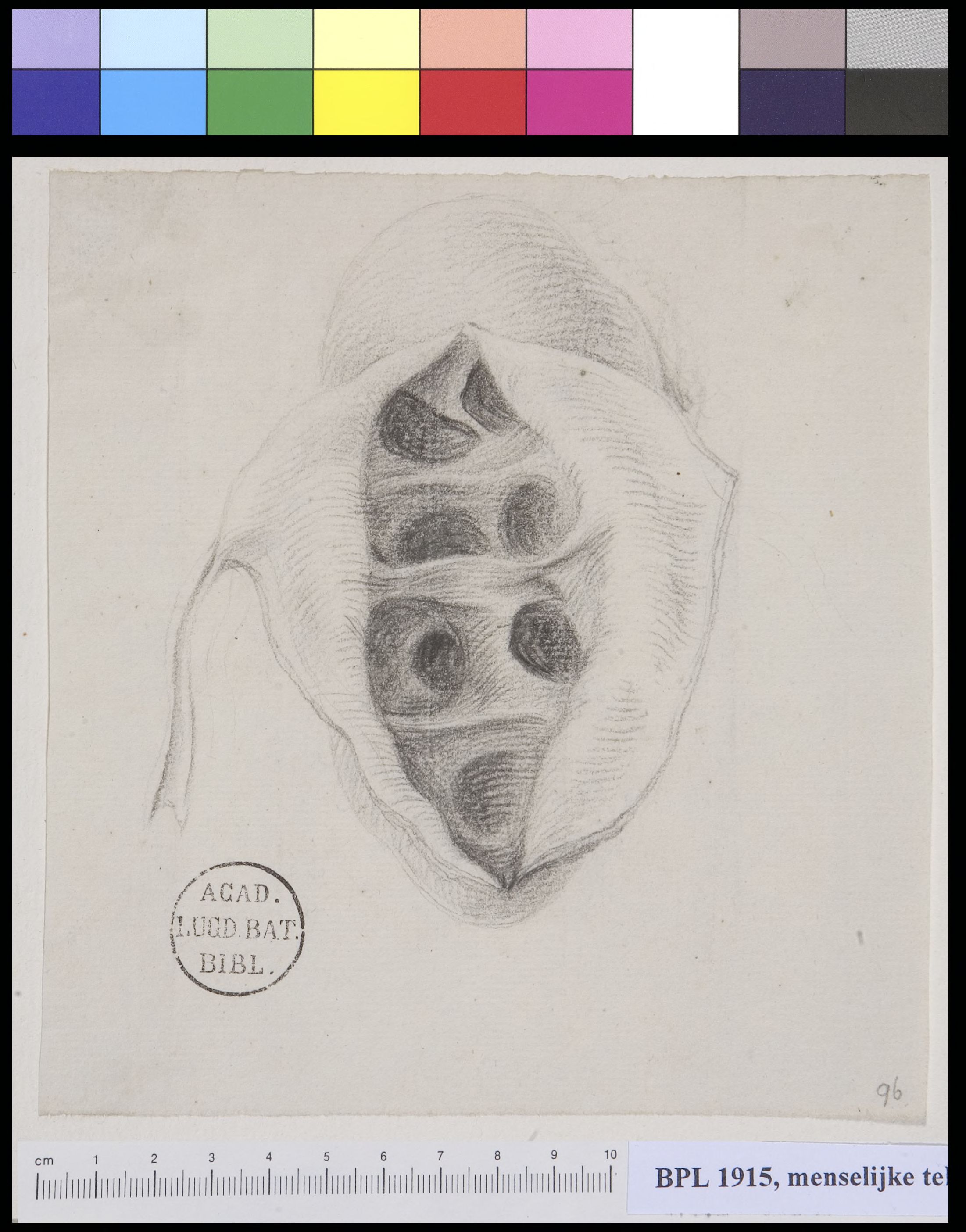 Kidney