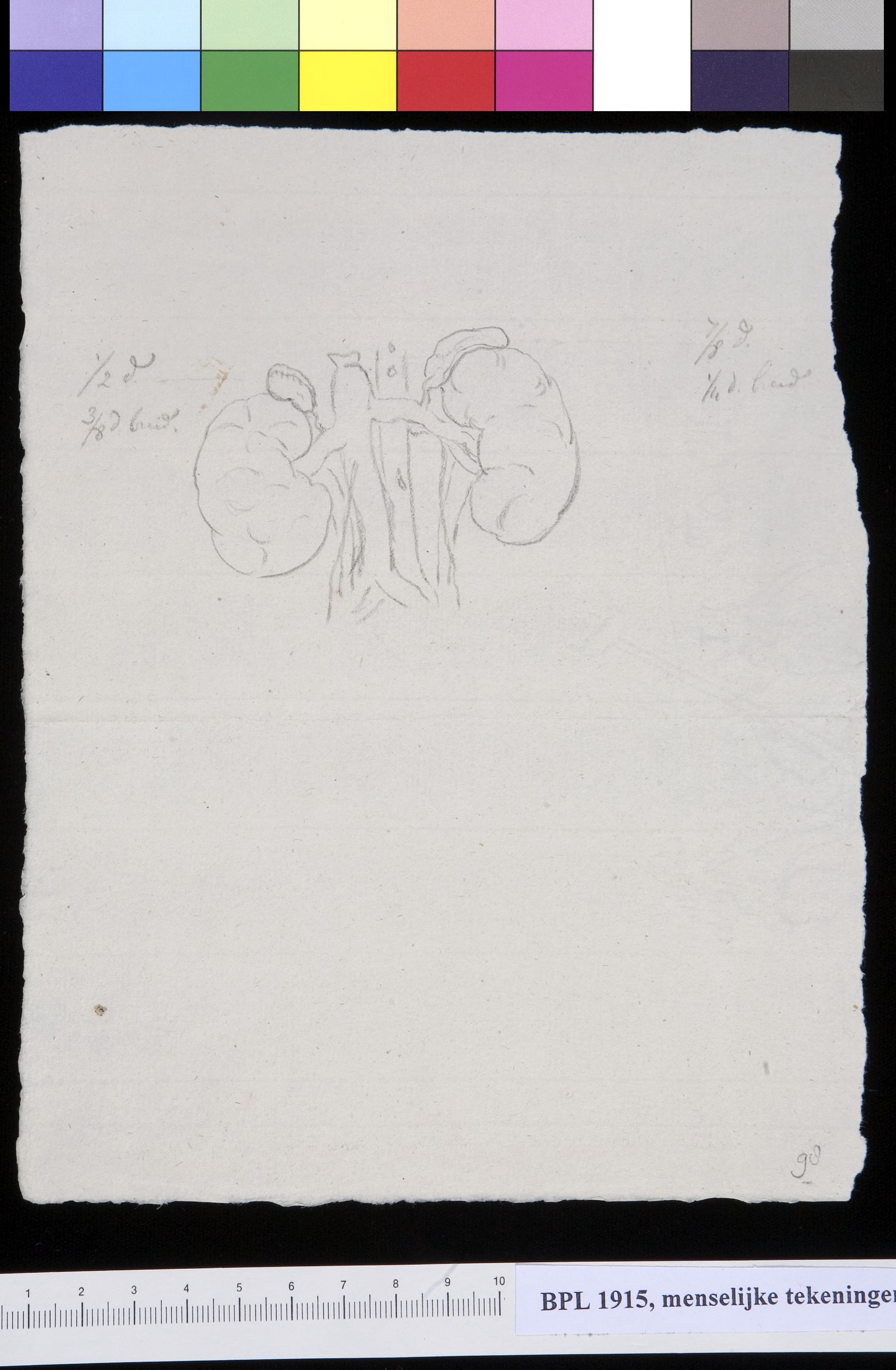 Kidney