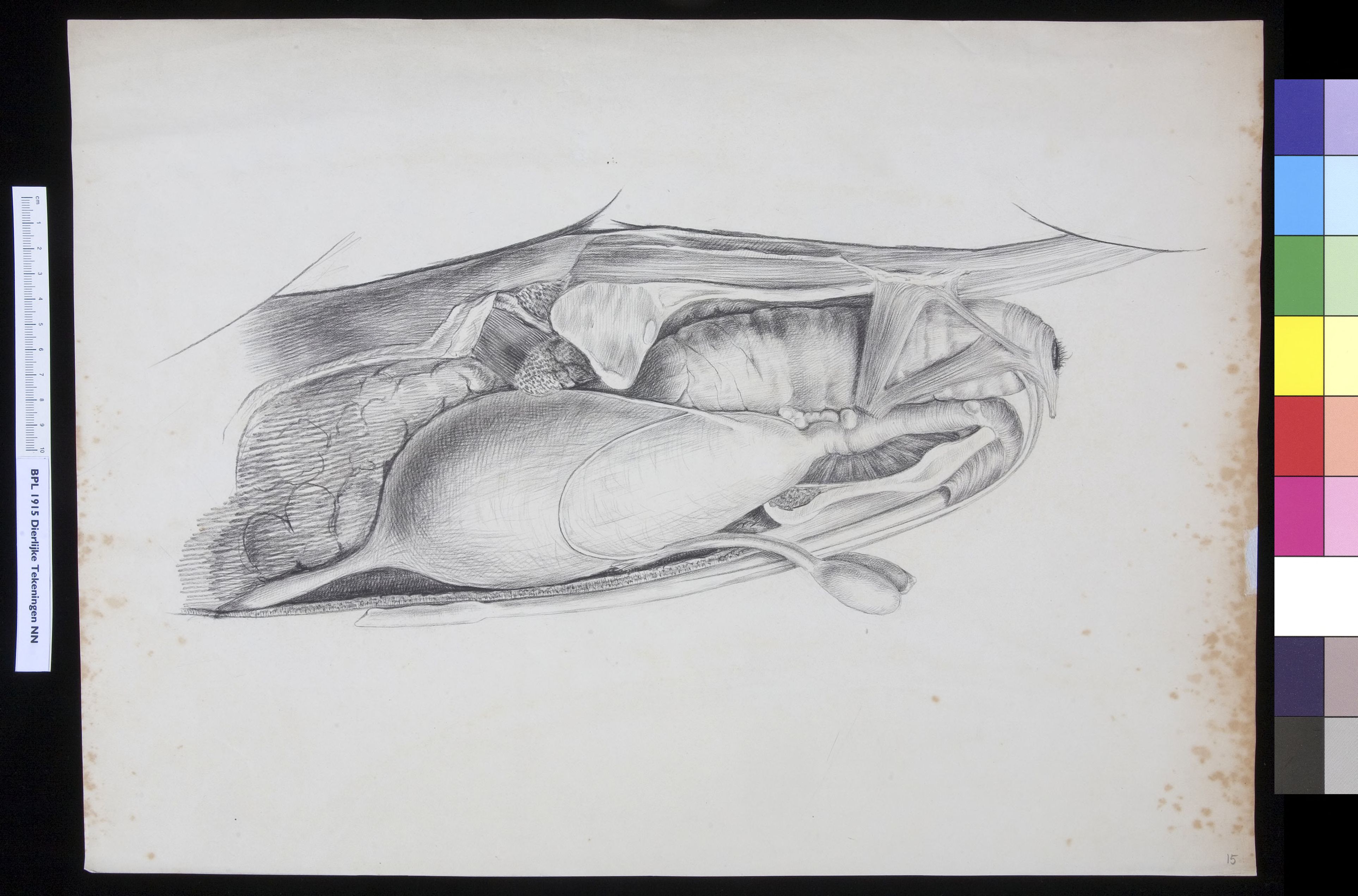 Animals: gastrointestinal tract