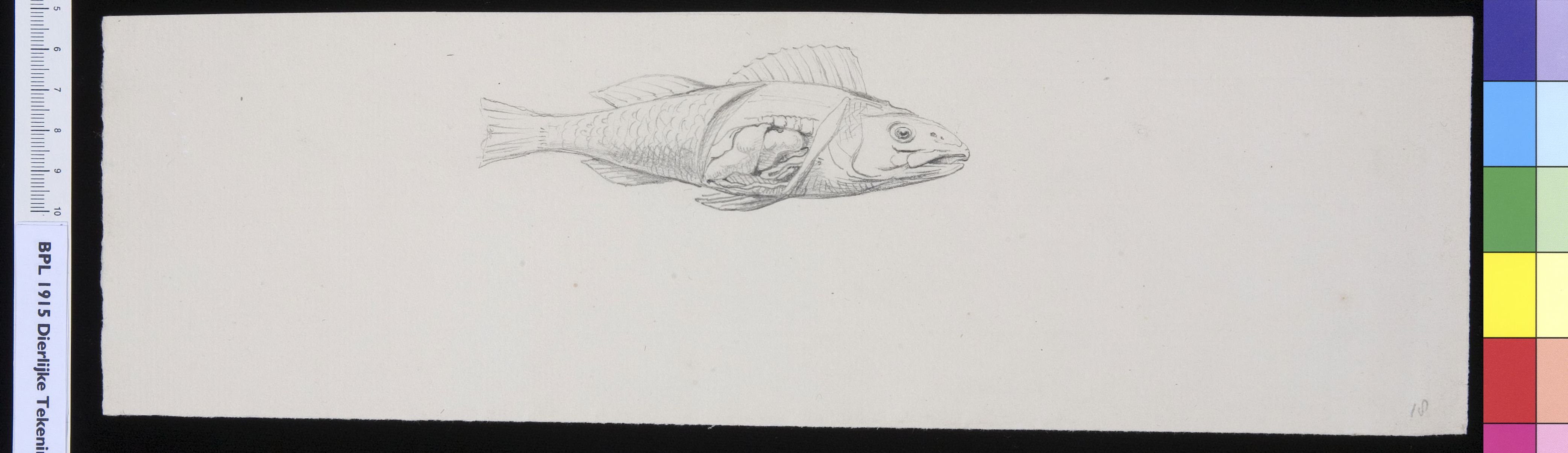 Animals: fish, intestines showing