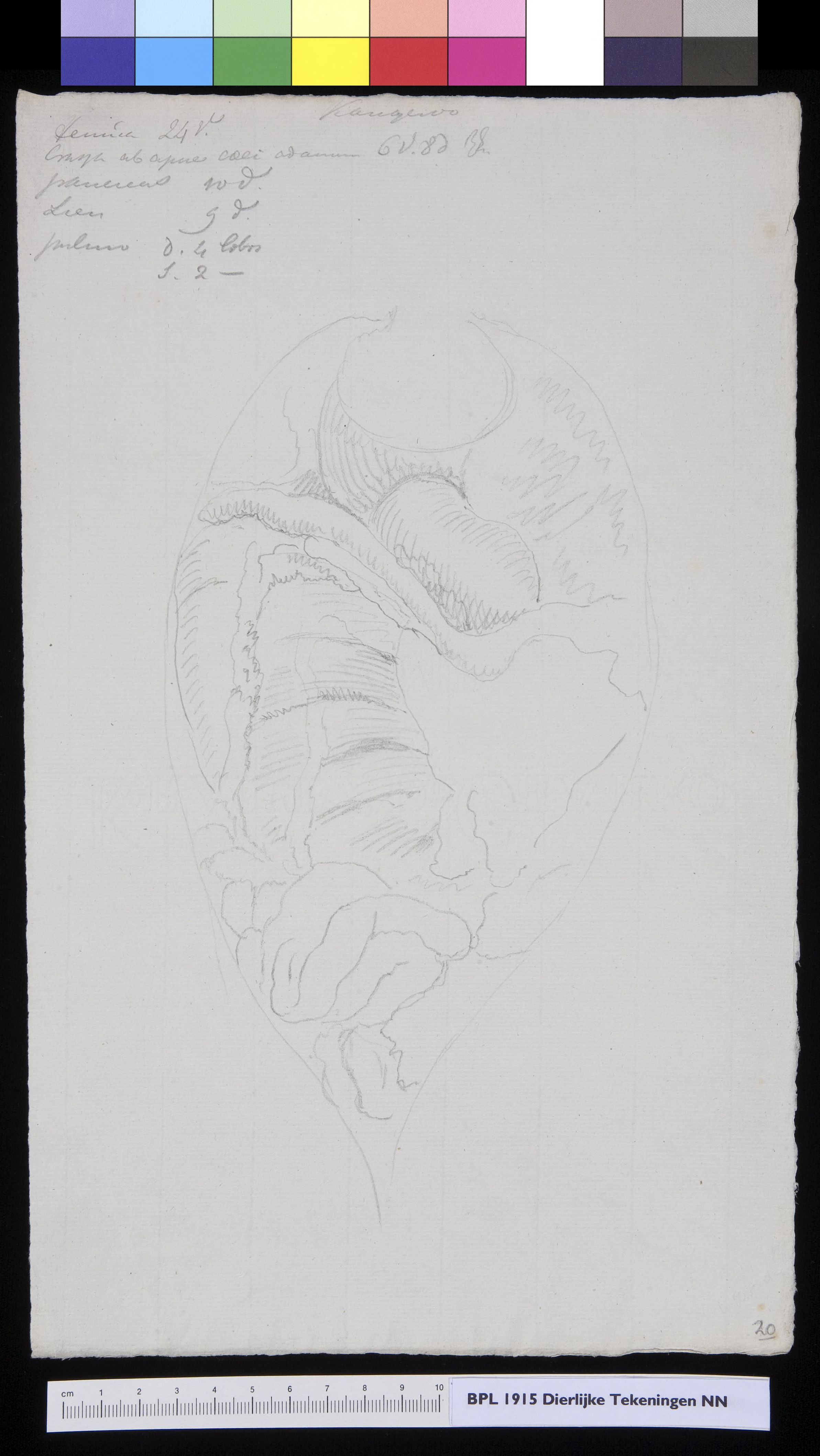 Animals: kangaroo, organs