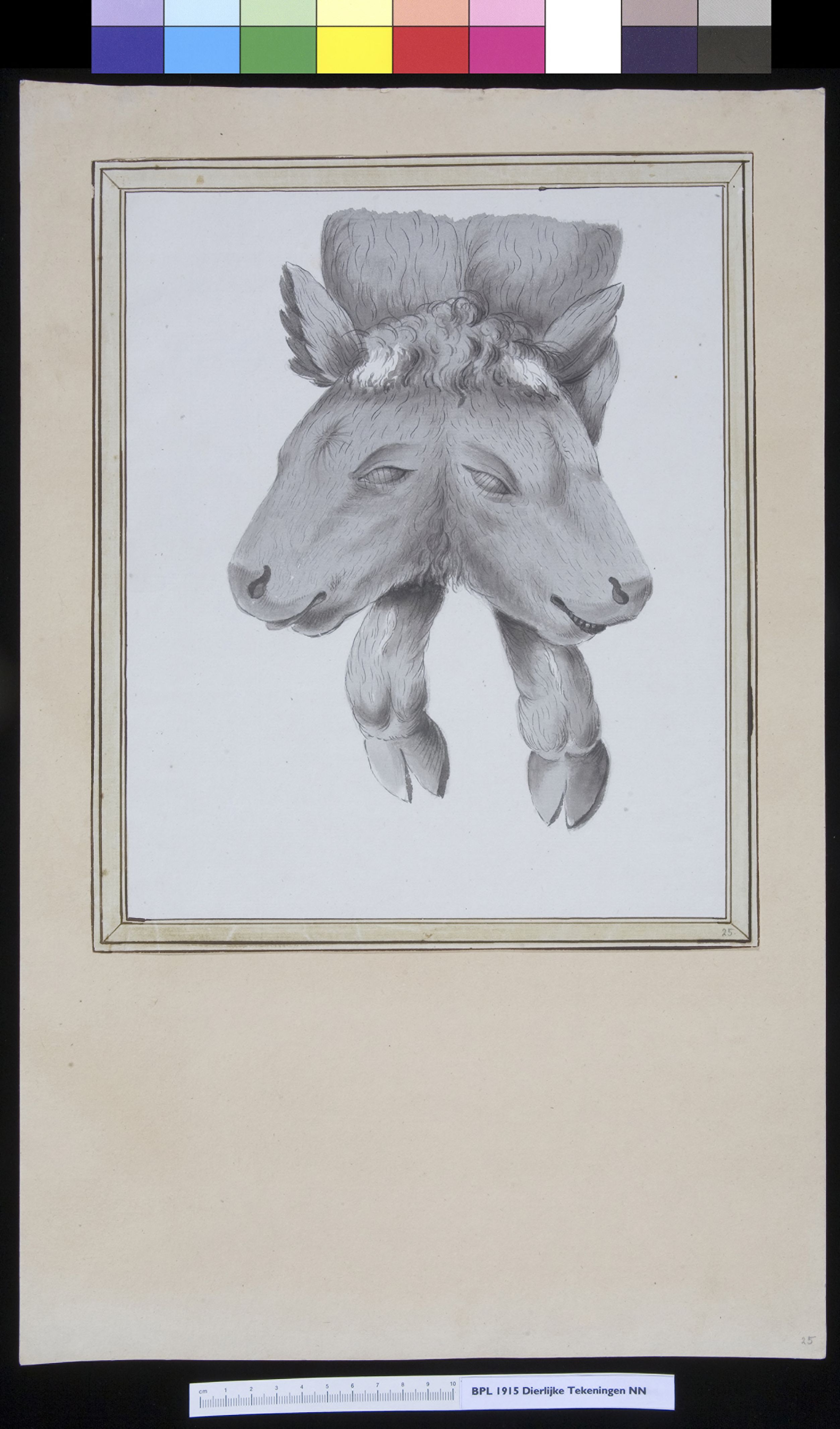Animals: double-headed calf