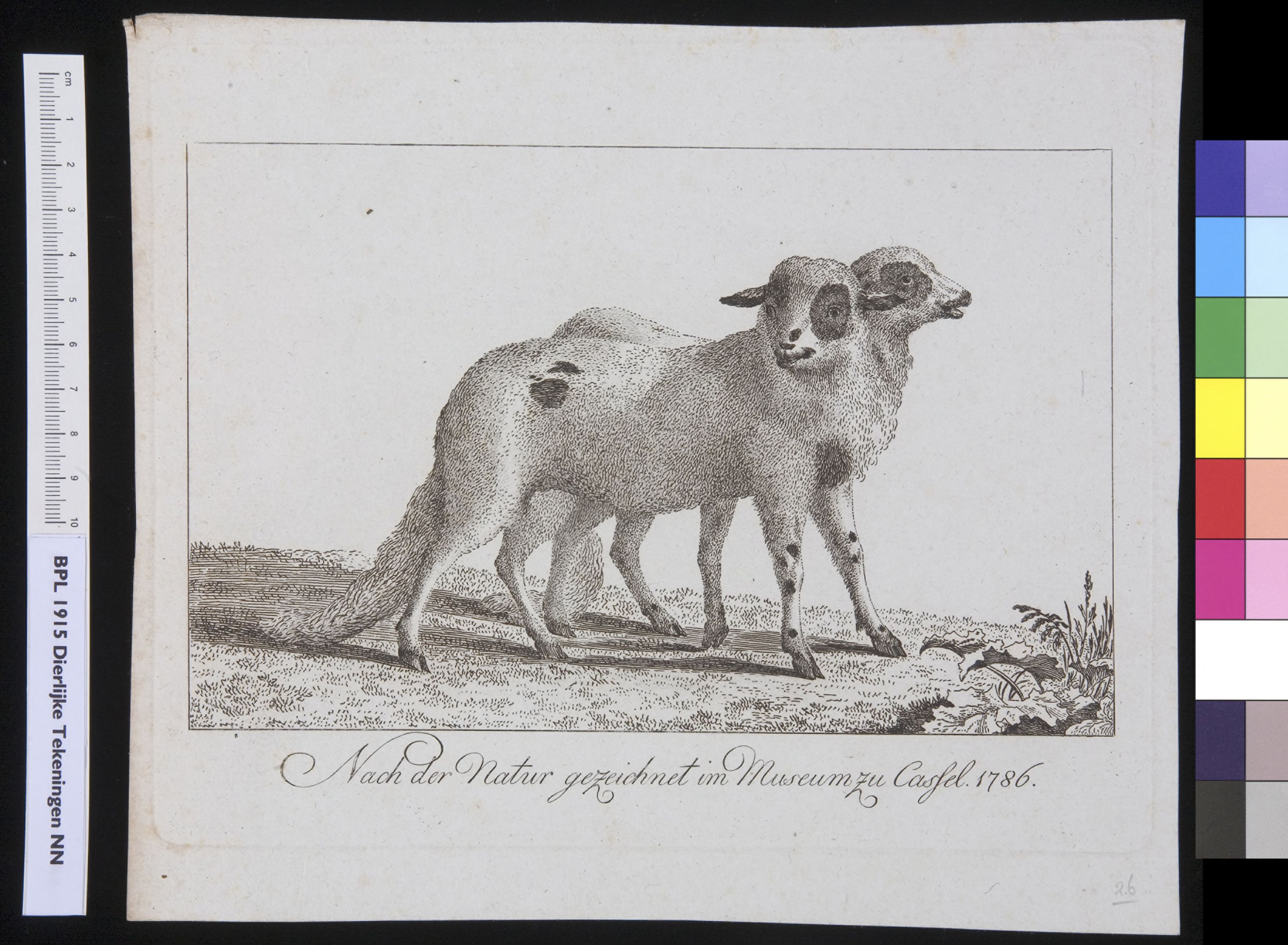 Animals: sheep, conjoined twins