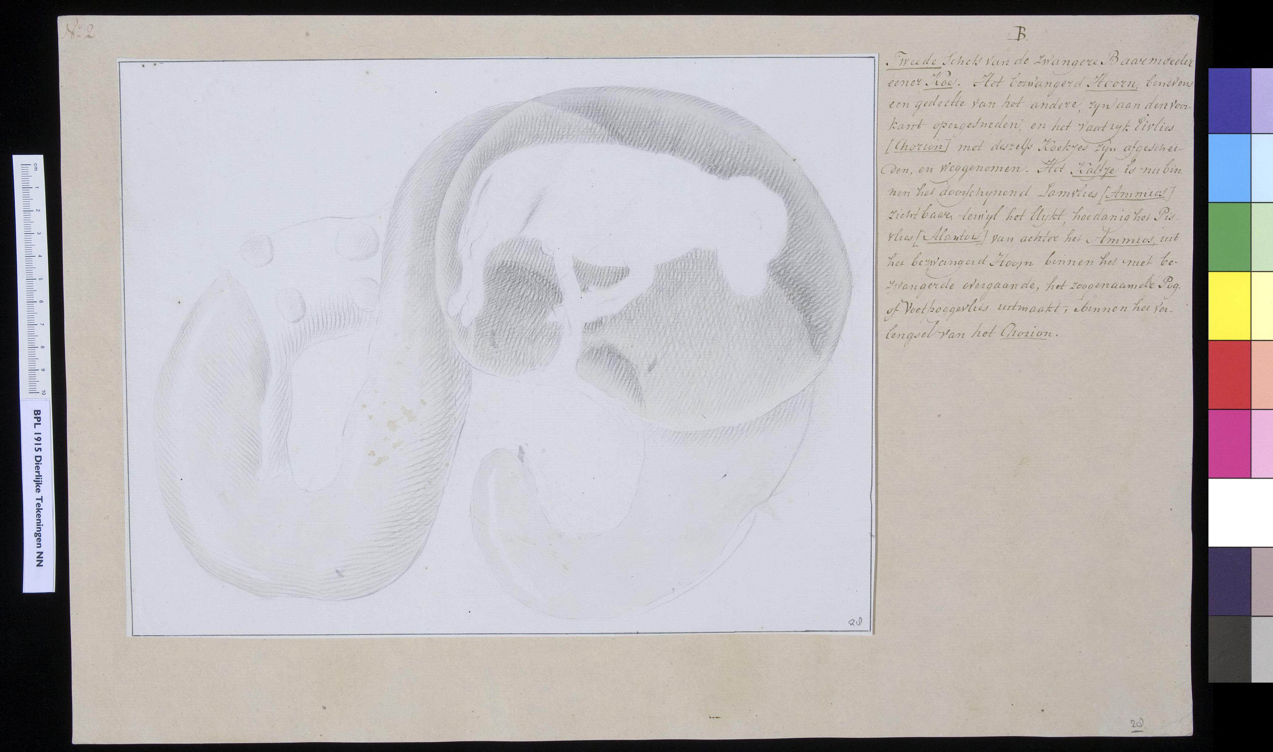 Animals: cattle, uterus