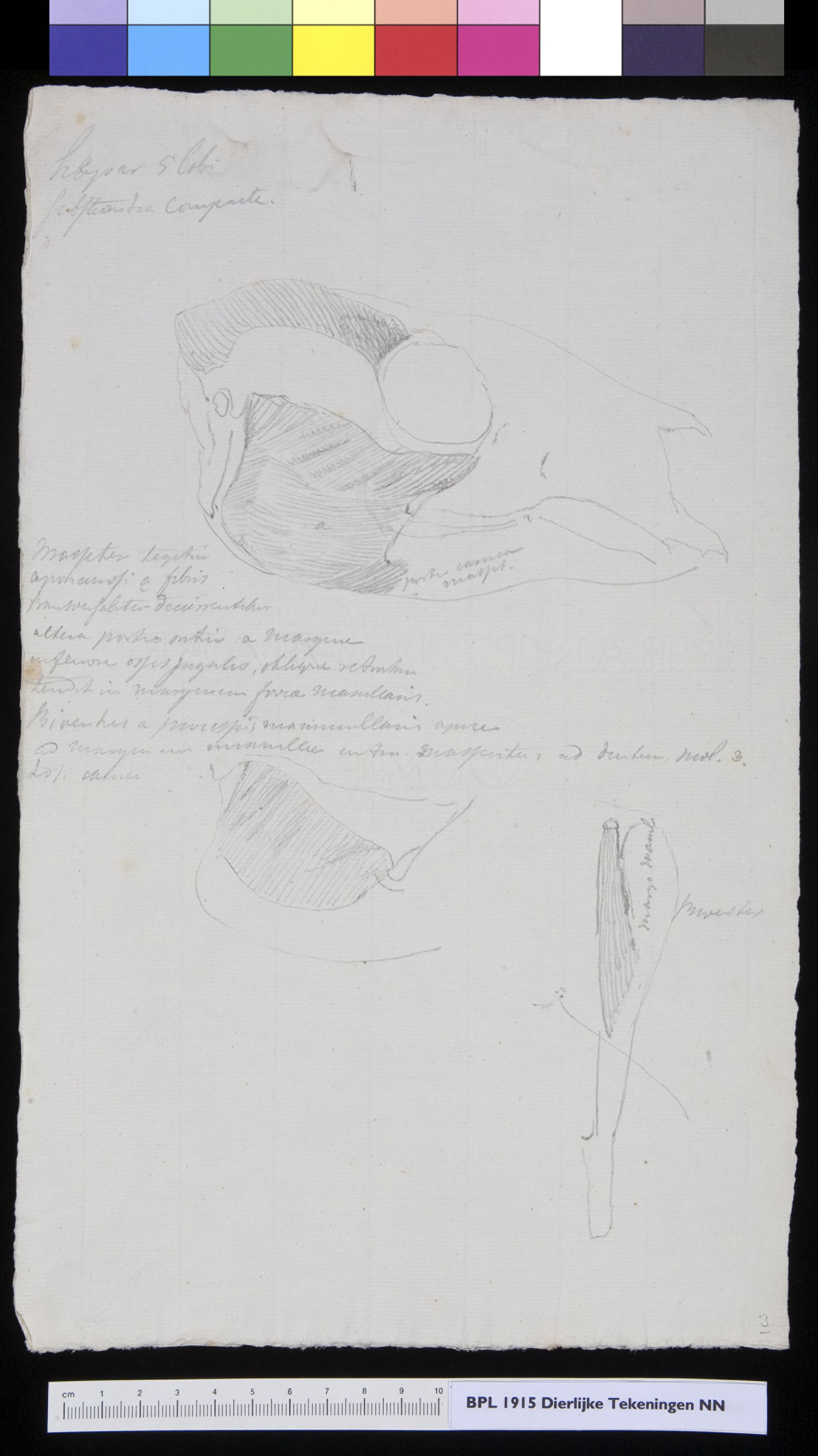 Animals: skull