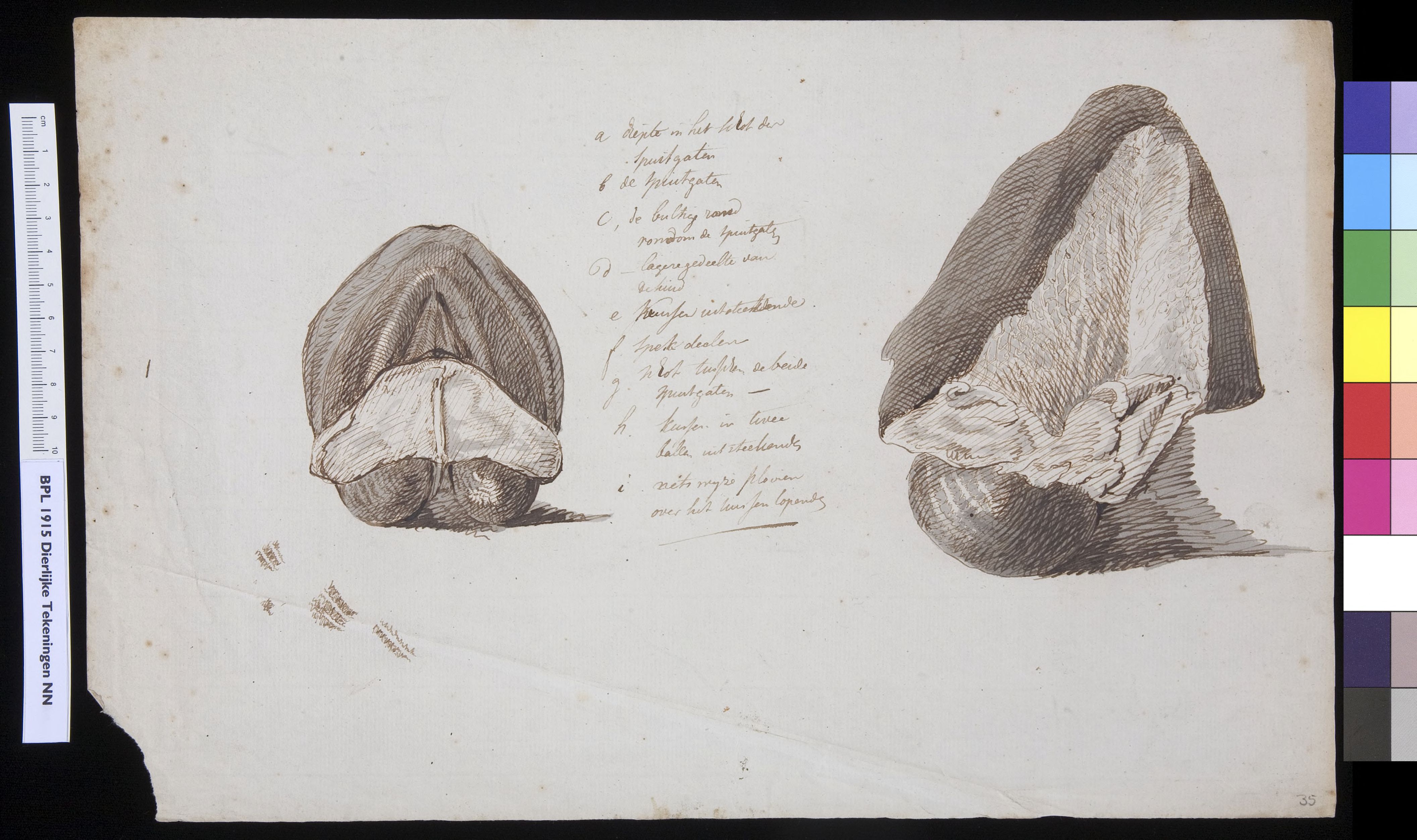 Animals: scrotum
