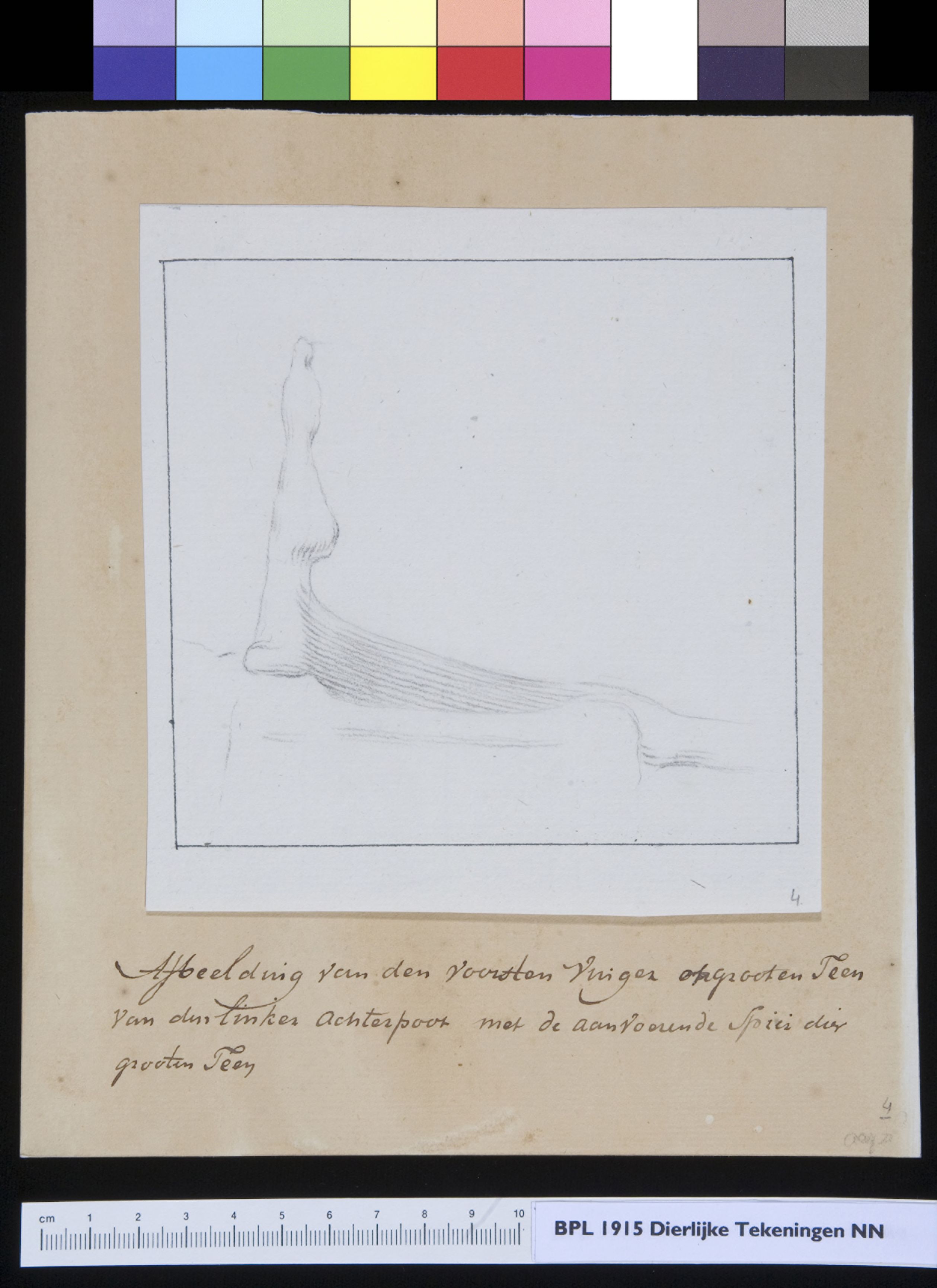 Animals: foot