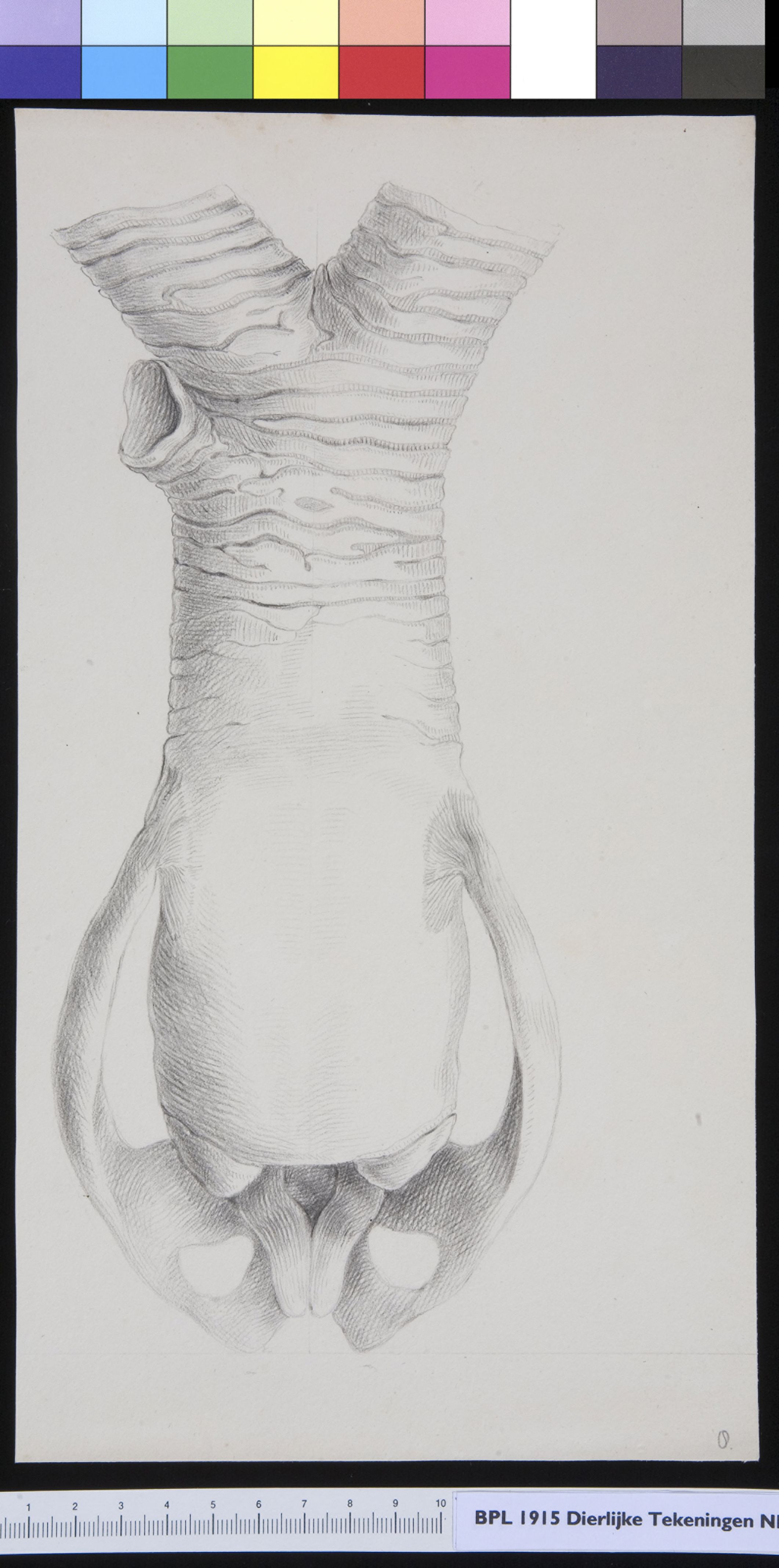 Animals: larynx