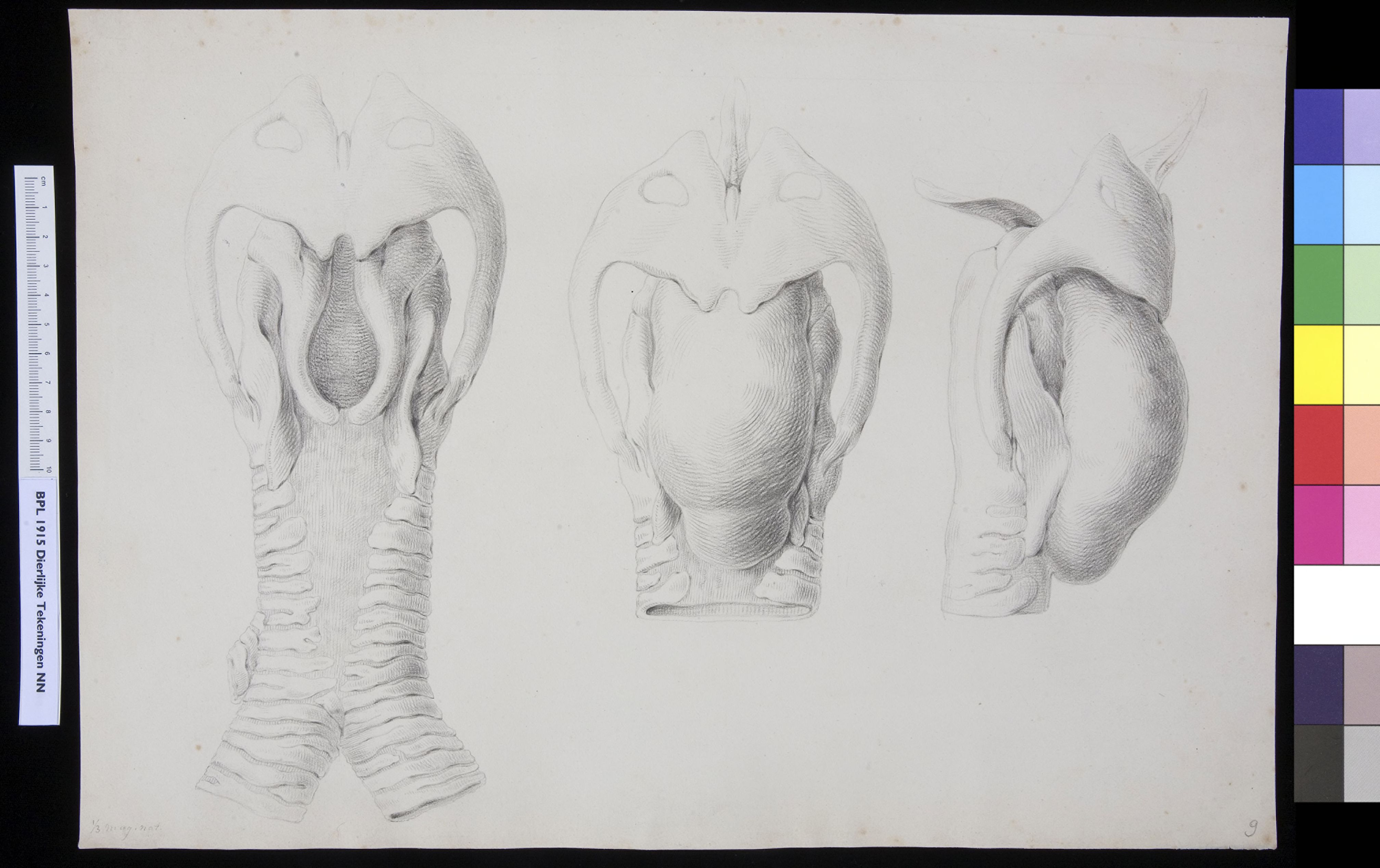 Animals: larynx