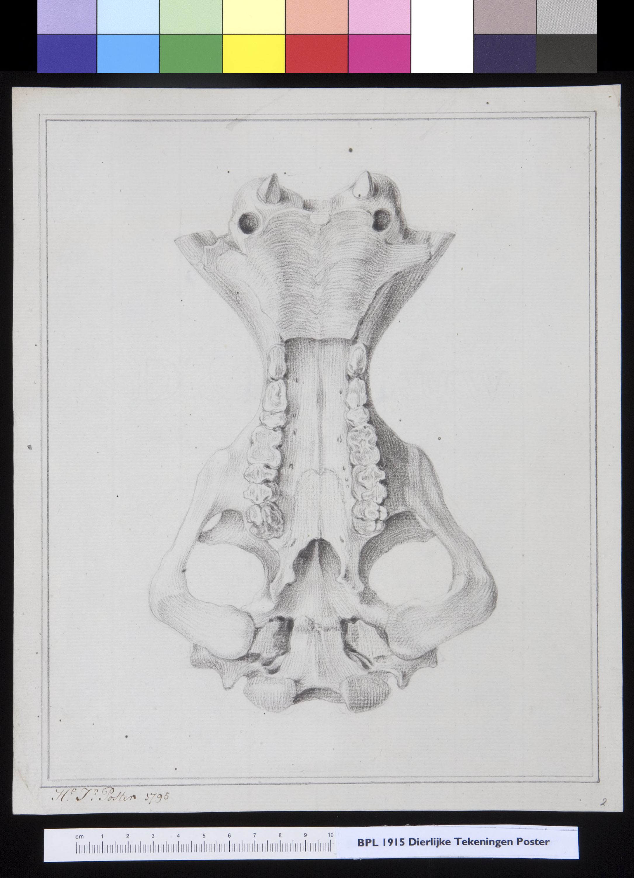 Animals: unidentified animal, skull