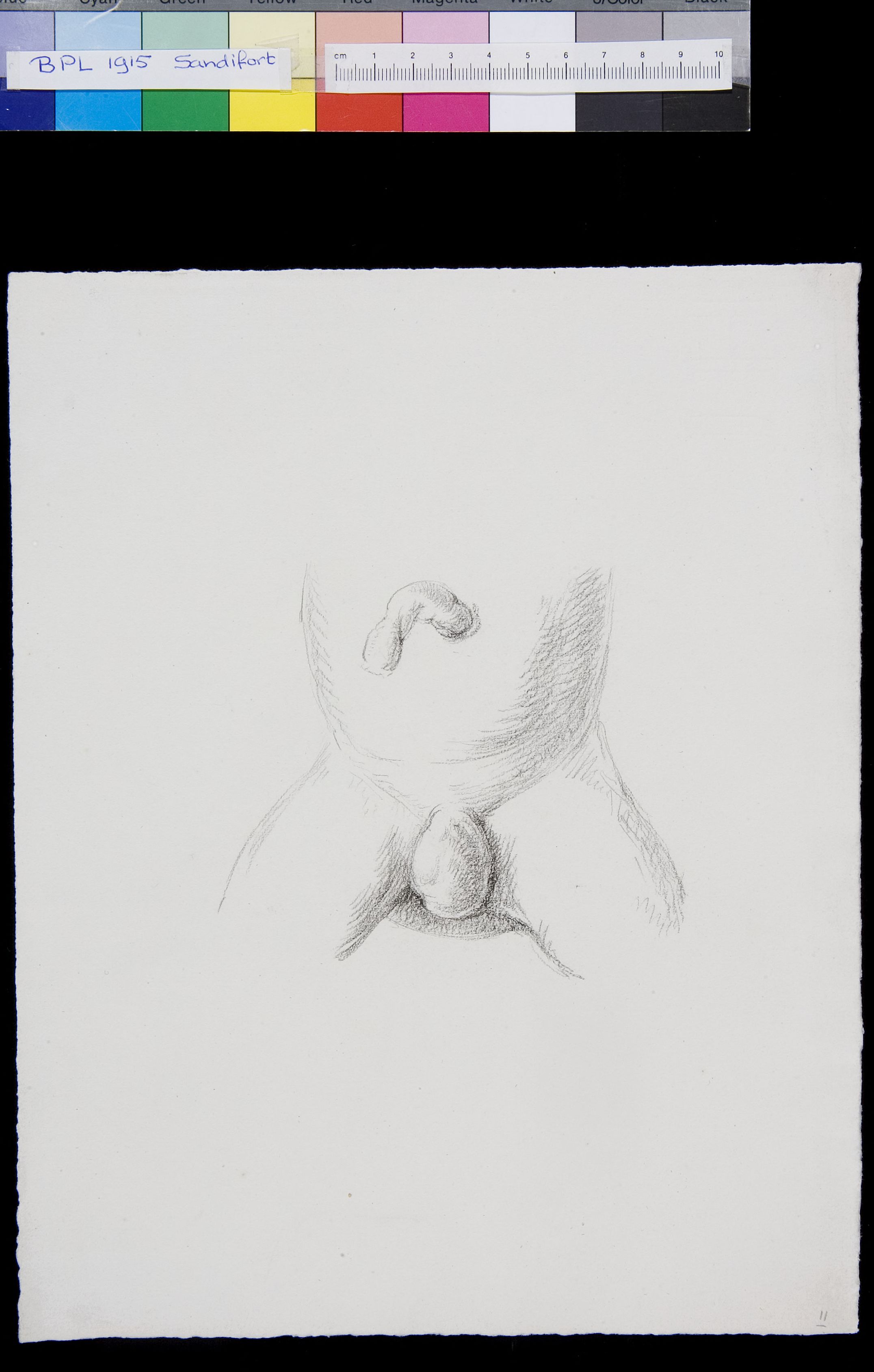 Abdomen, genitals