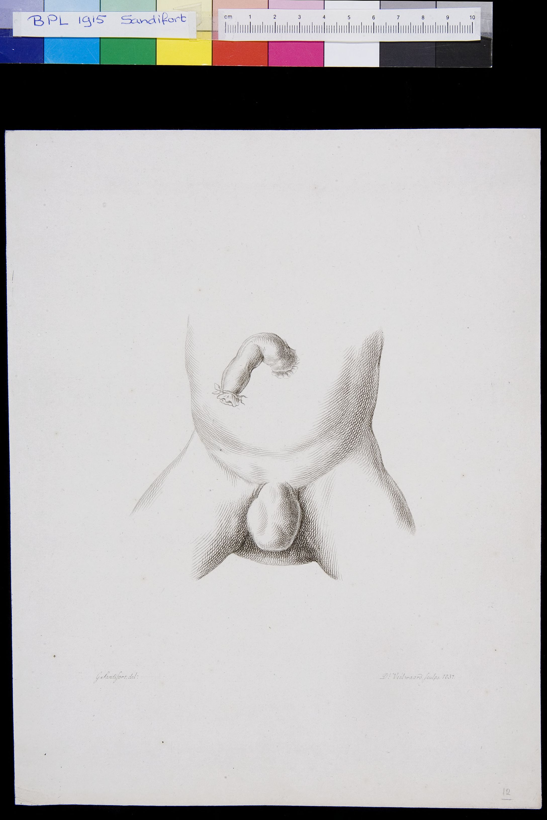 Abdomen, genitals