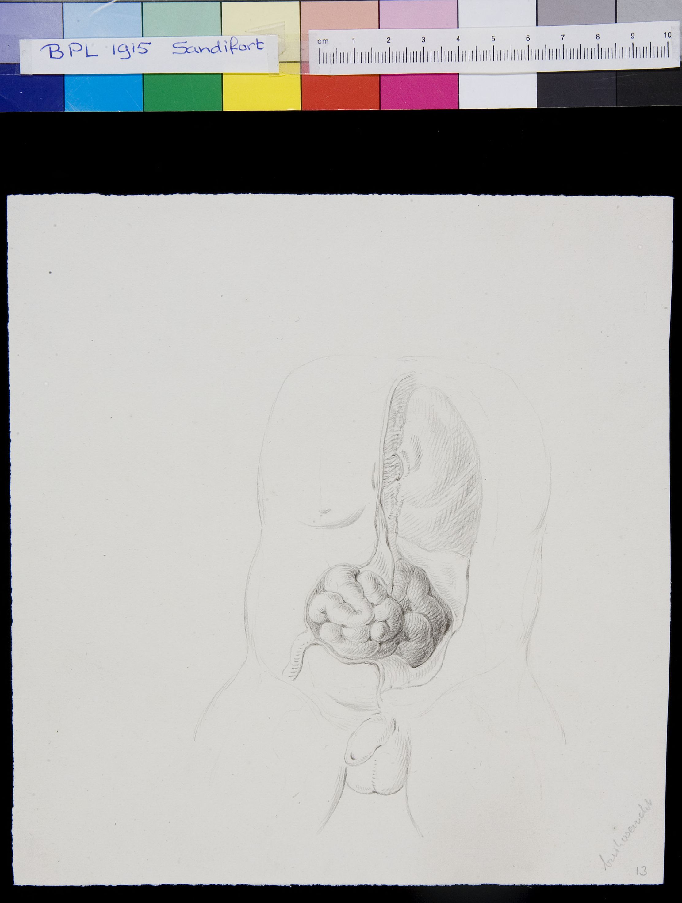 Abdomen, organs
