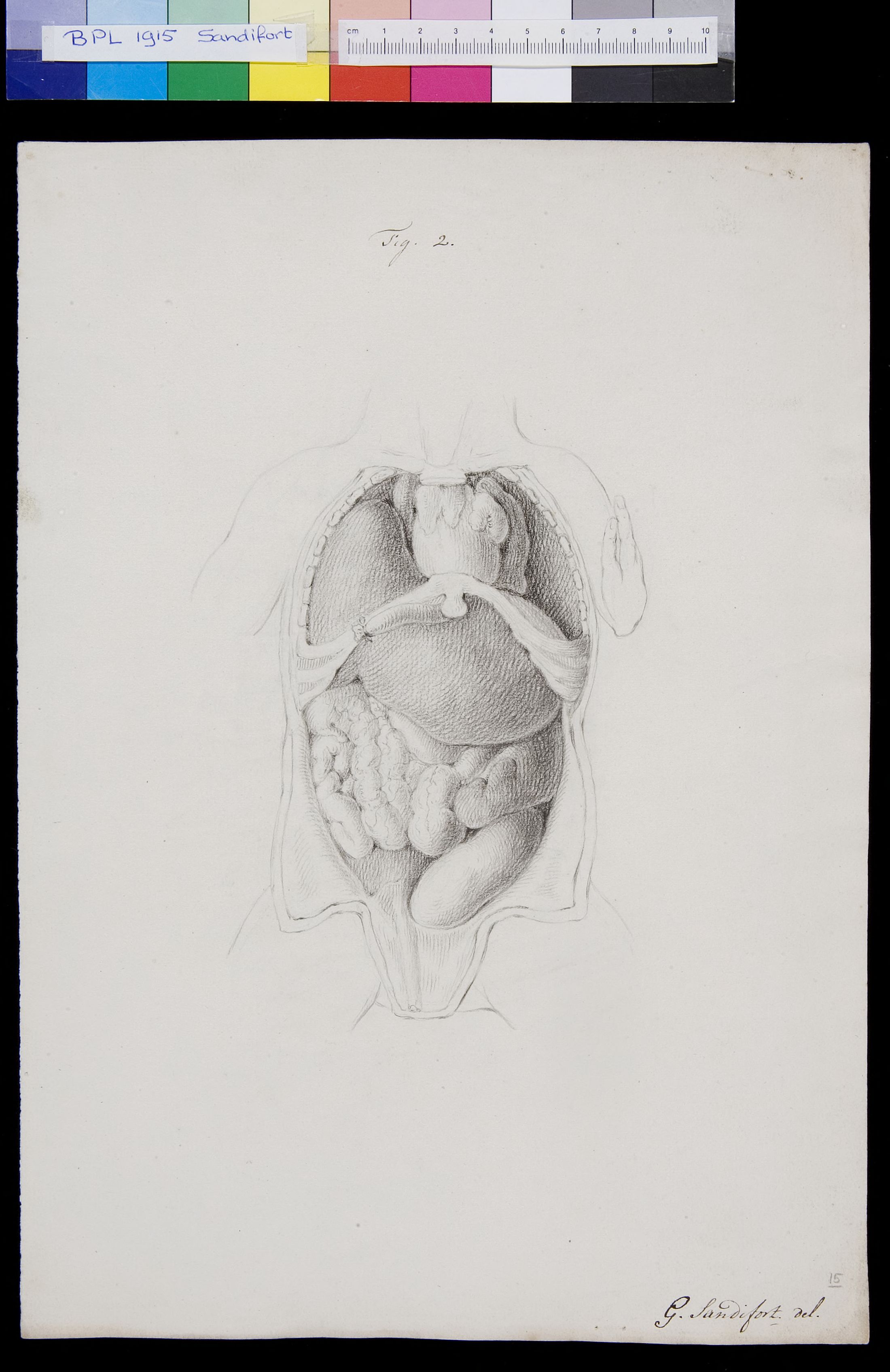 Abdomen, genitals