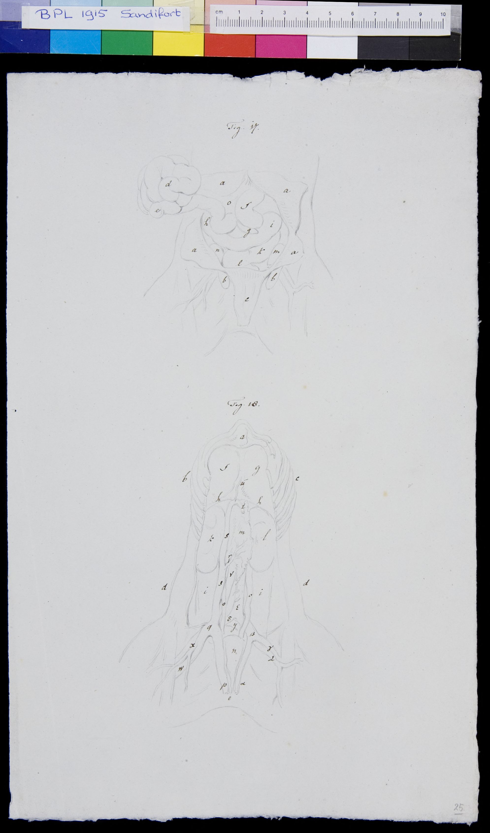 Abdomen, organs (legend)