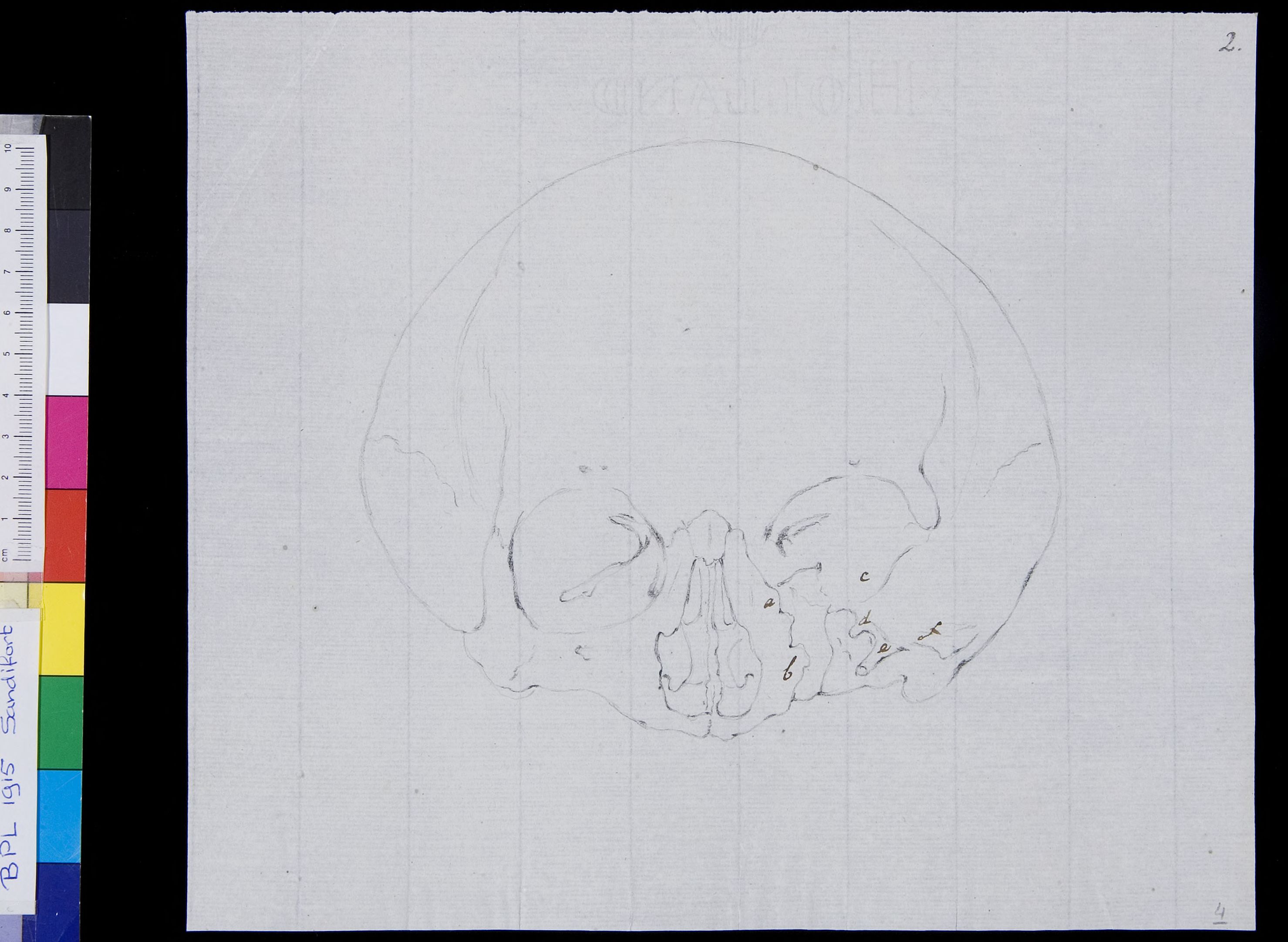 Skull, frontal view (legend)