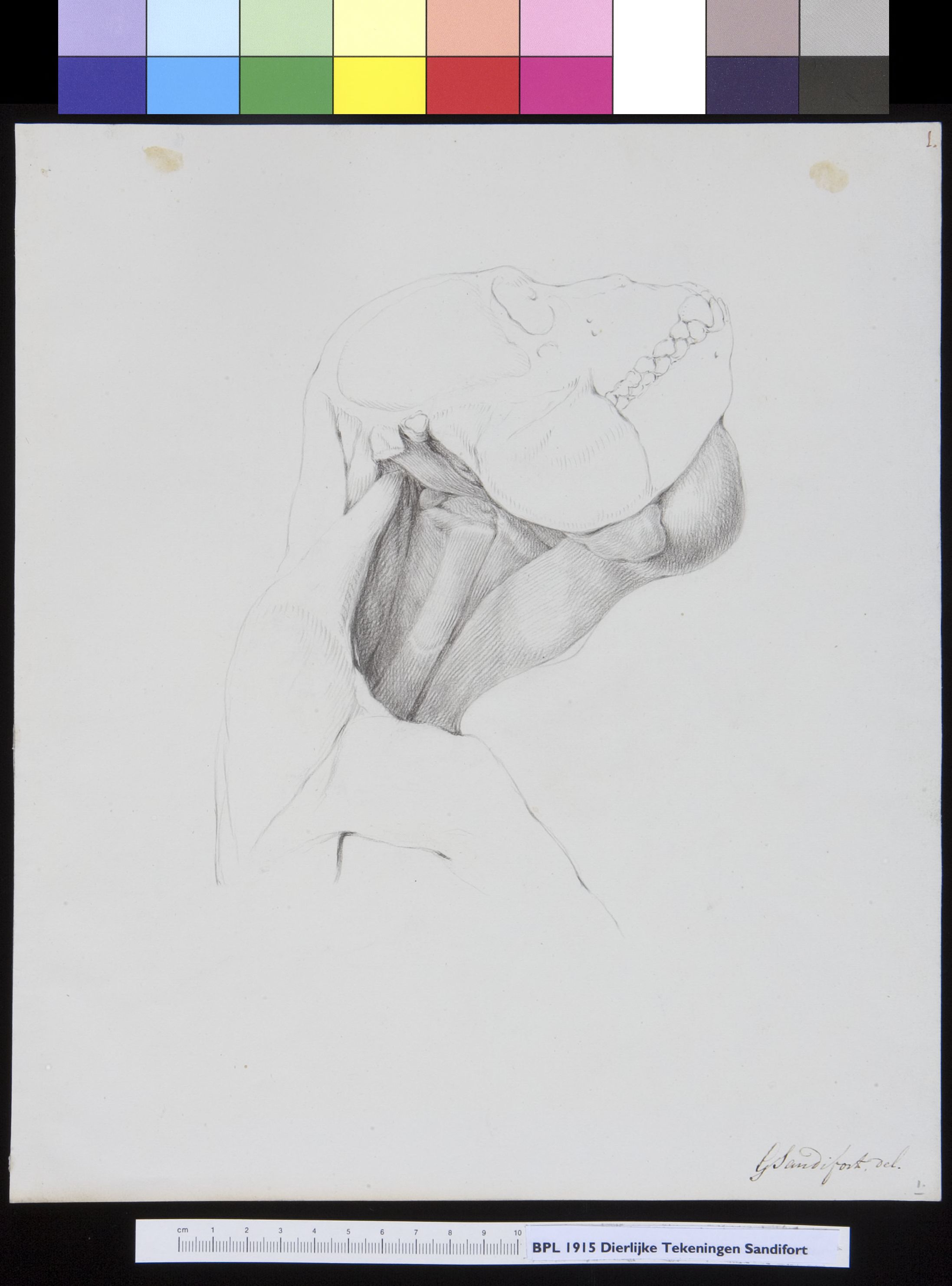 Animals: ape, skull