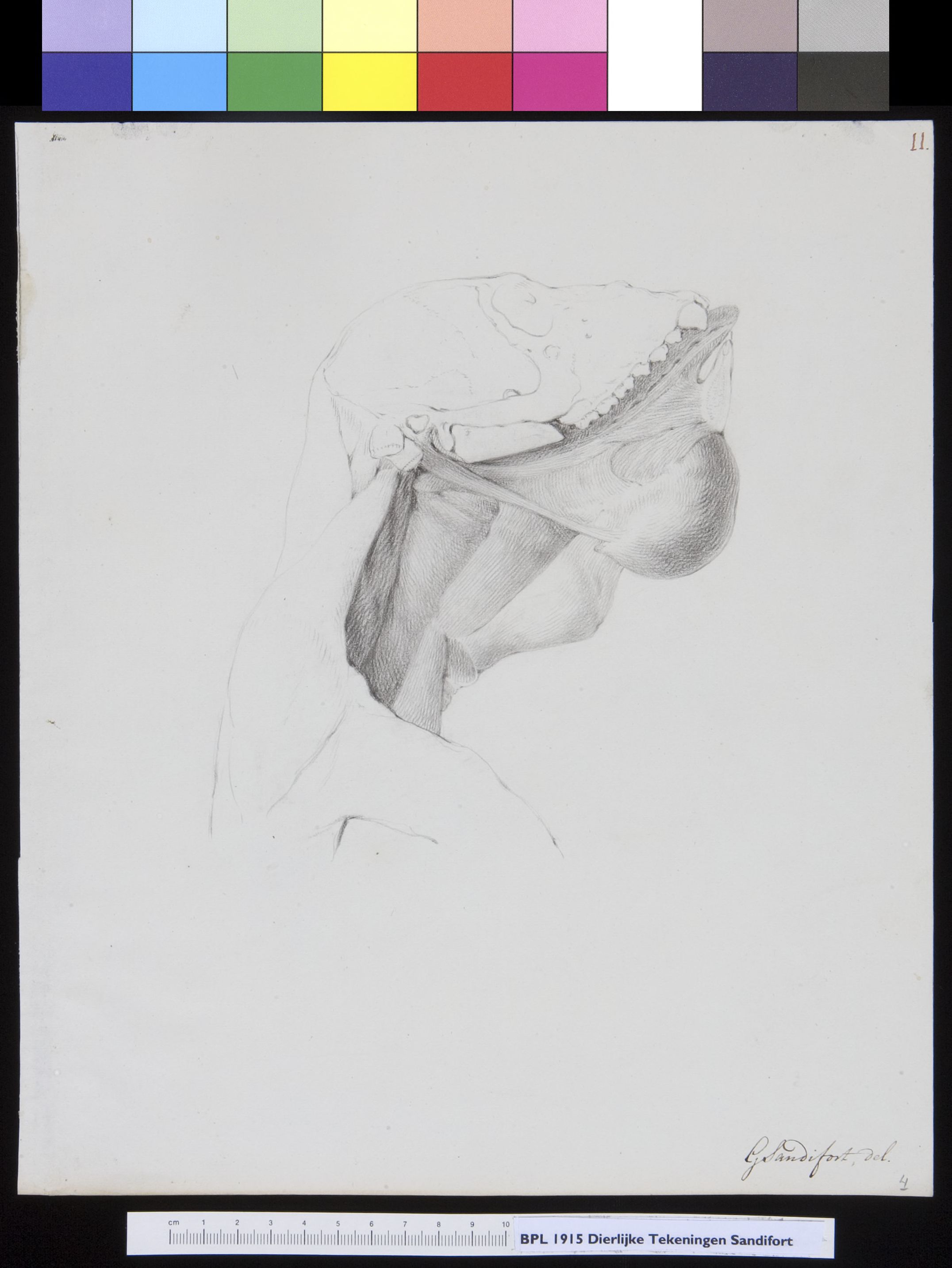 Animals: ape, skull