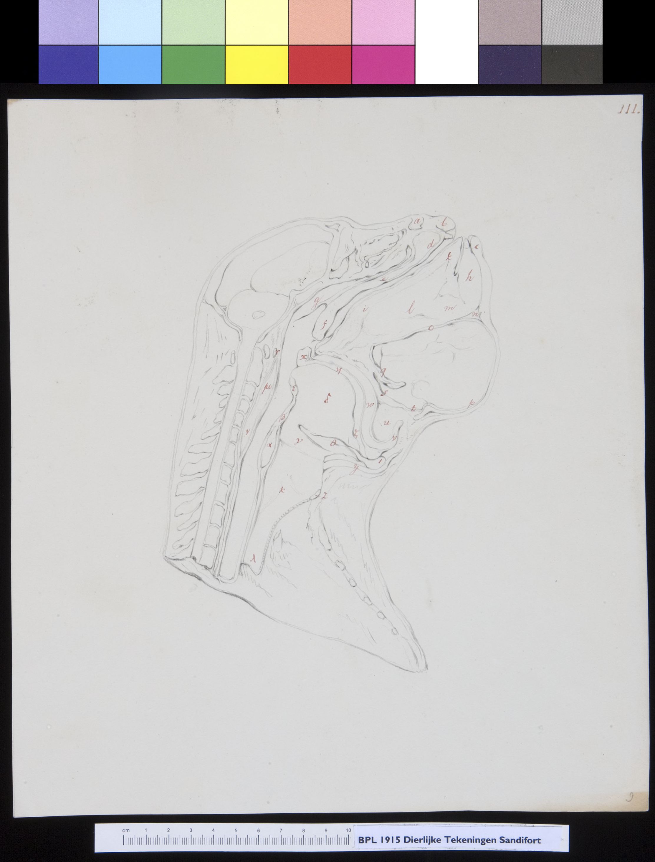 Animals: ape, skull, cross section