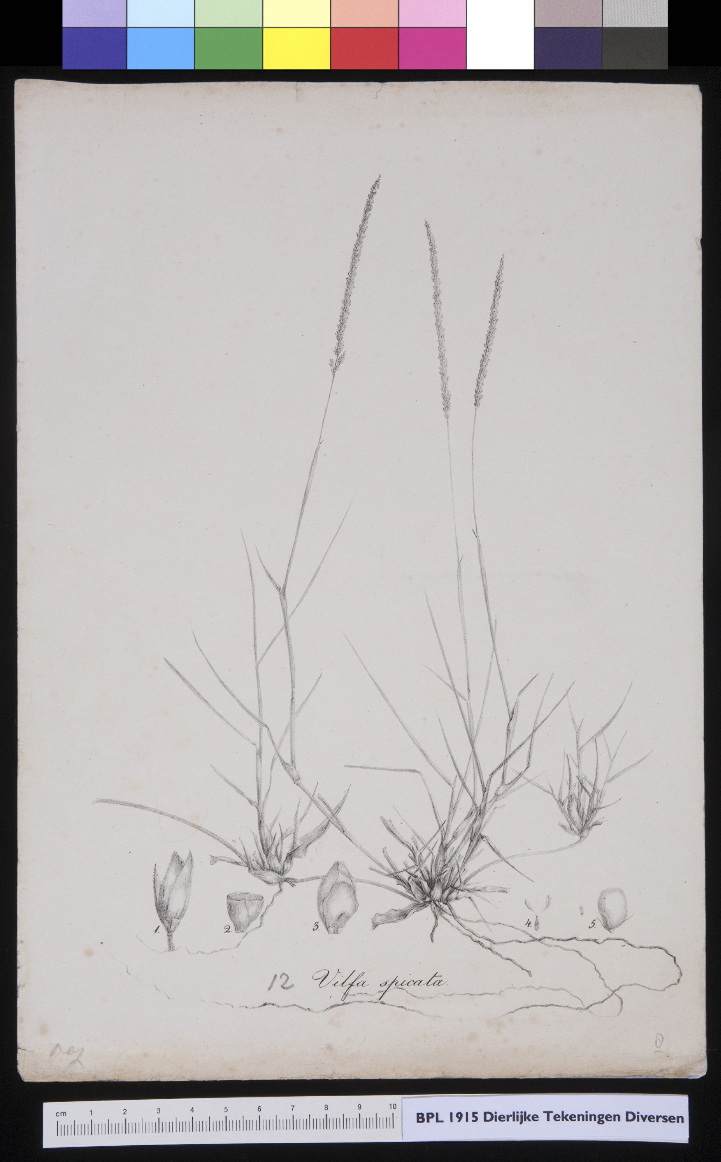 Plants: flowers