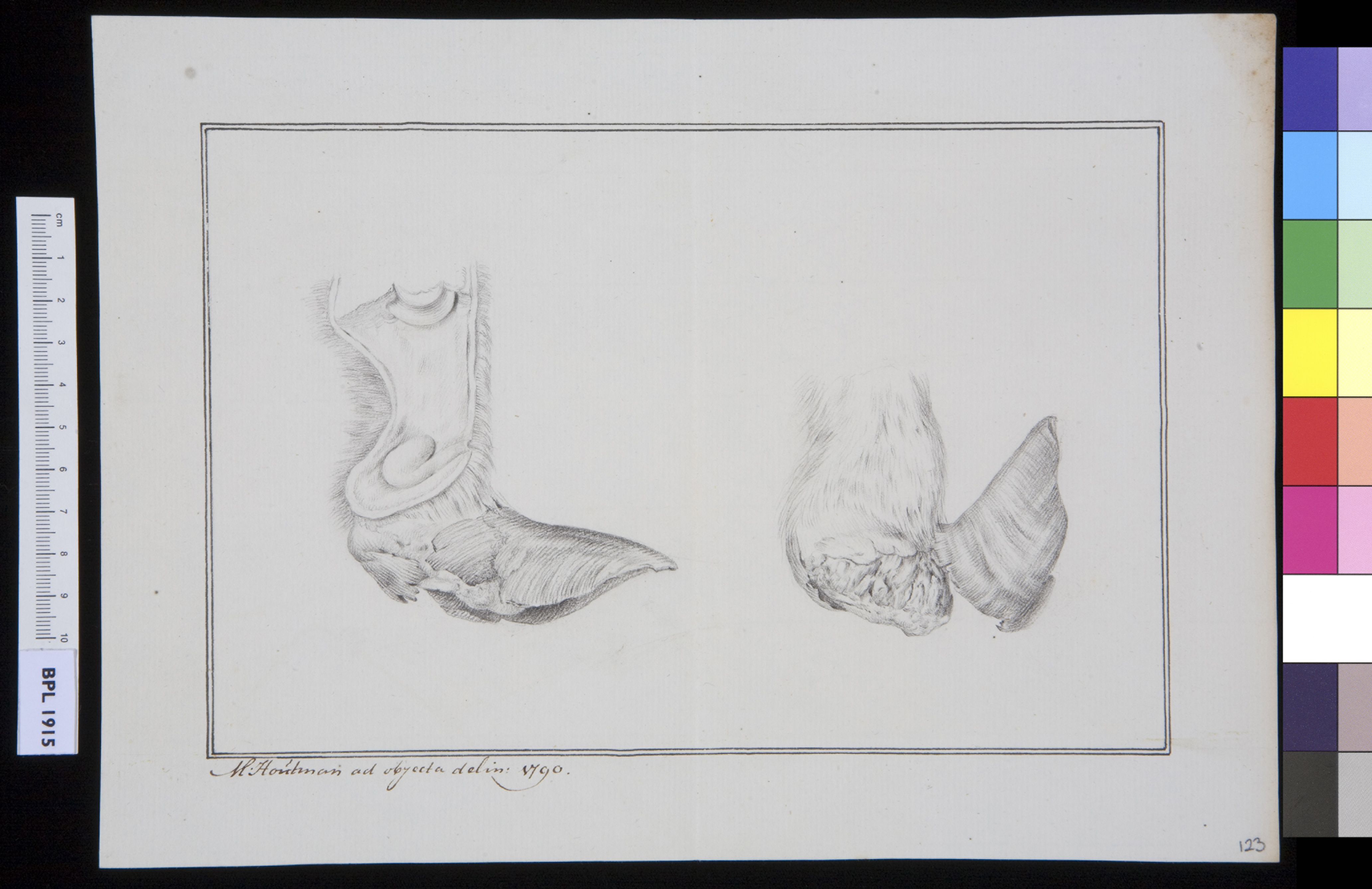 Unidentified subject: bovine feet