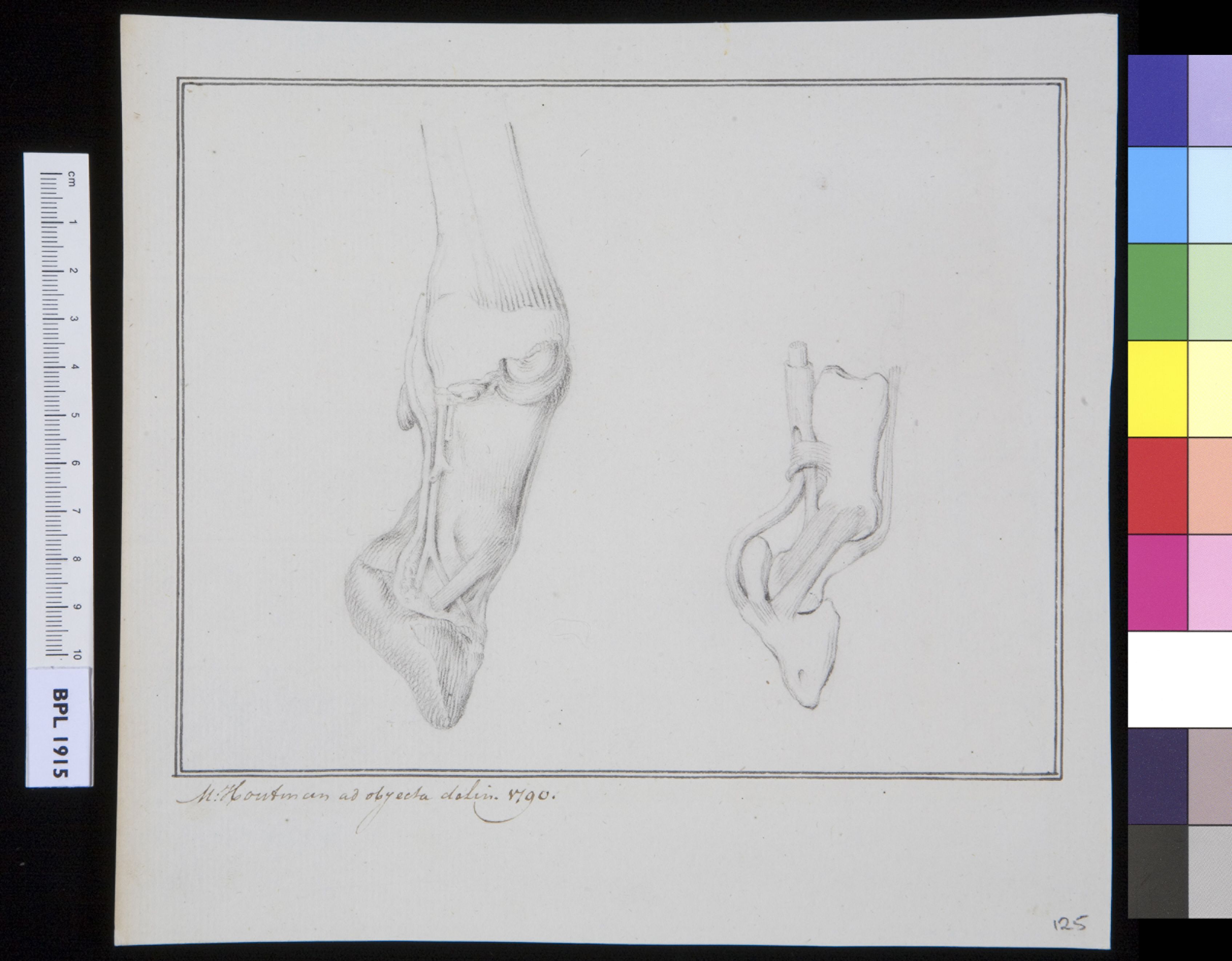 Unidentified subject: bovine feet