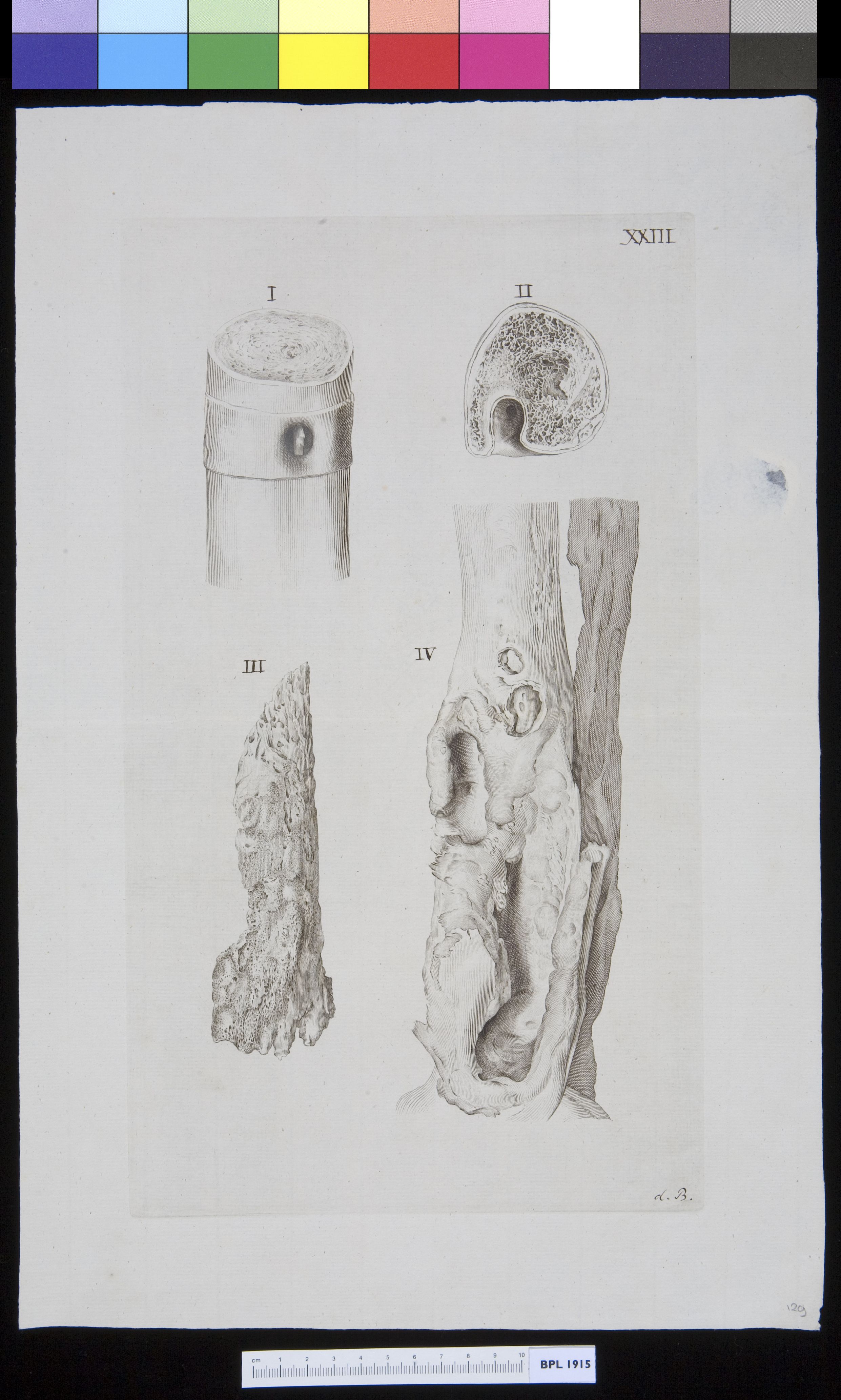 Four views of bones (BPL 1915-1.126, 1.127, 1.128 and 1.131