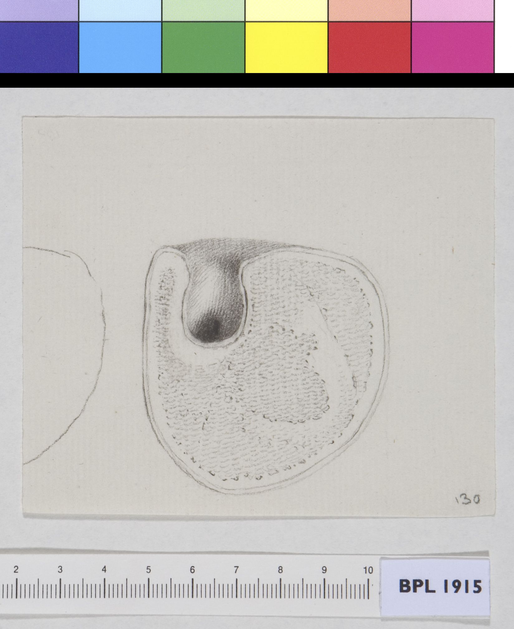 Bone: cross section
