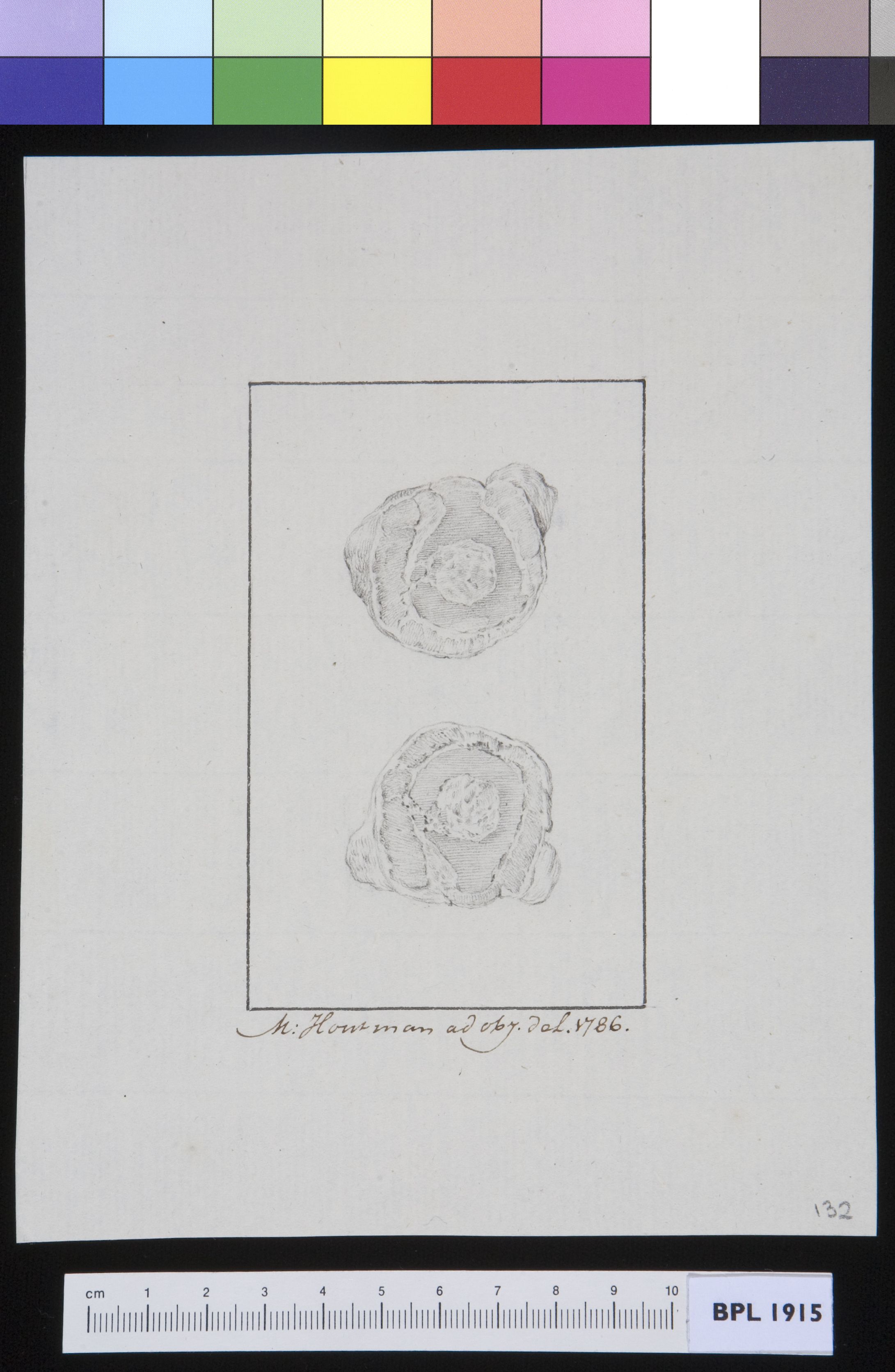 Bone: cross section