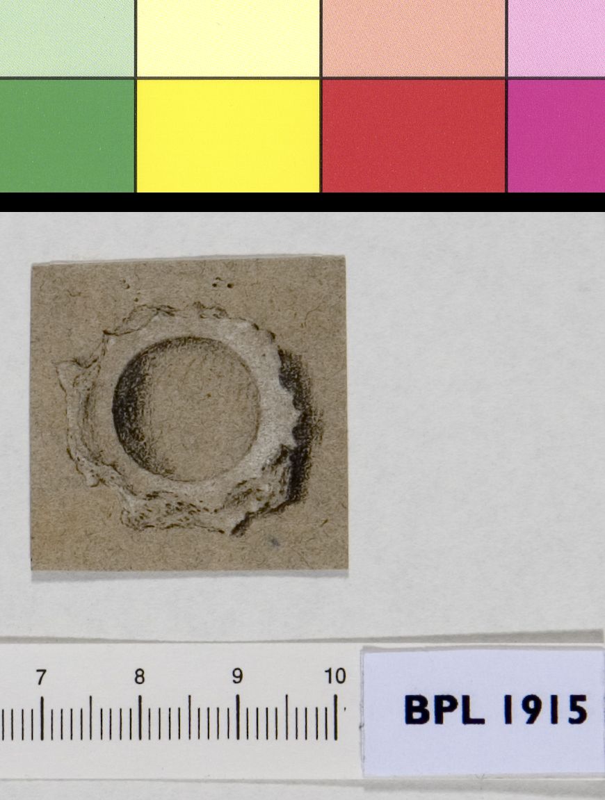 Bone segment