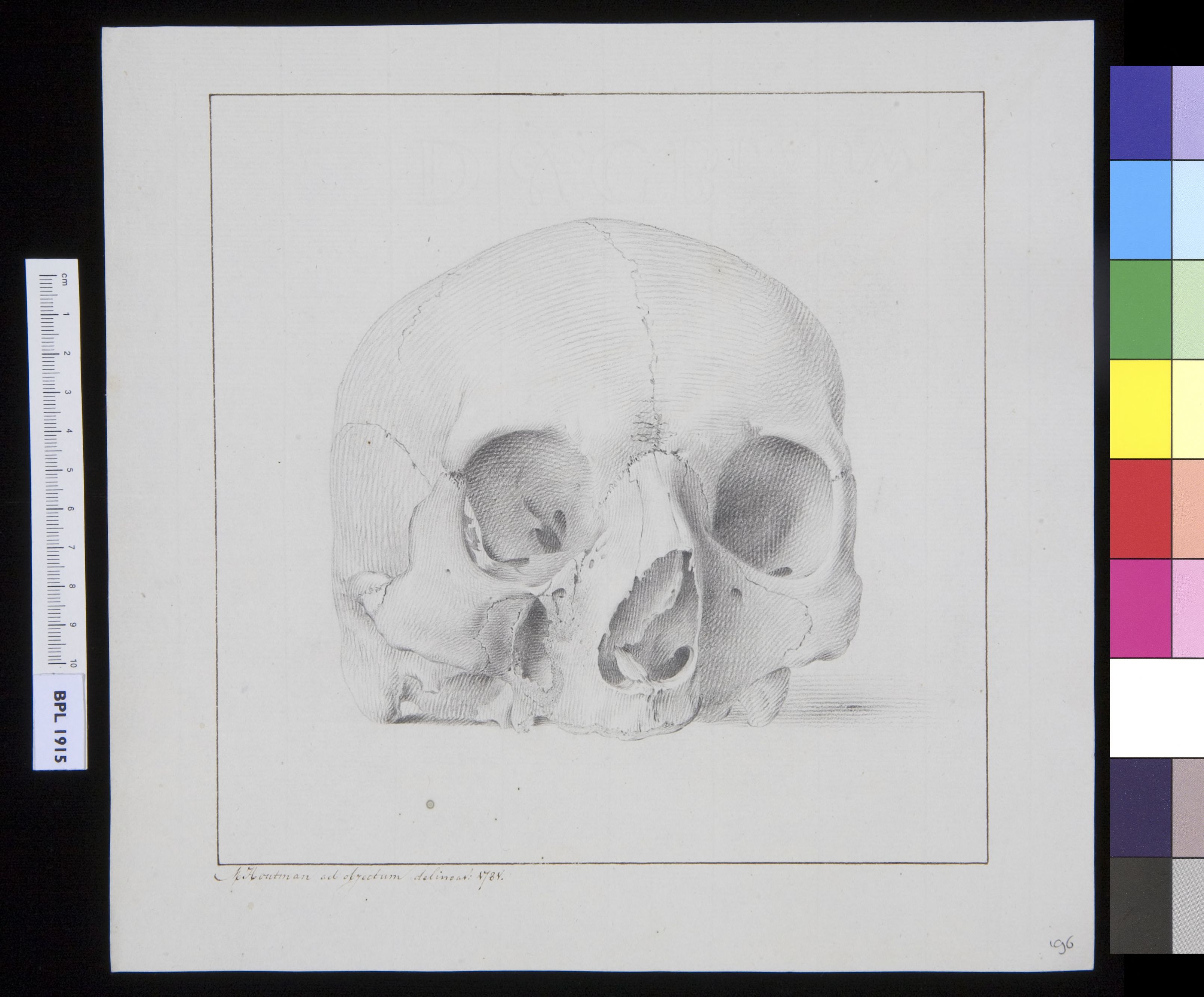 Skull