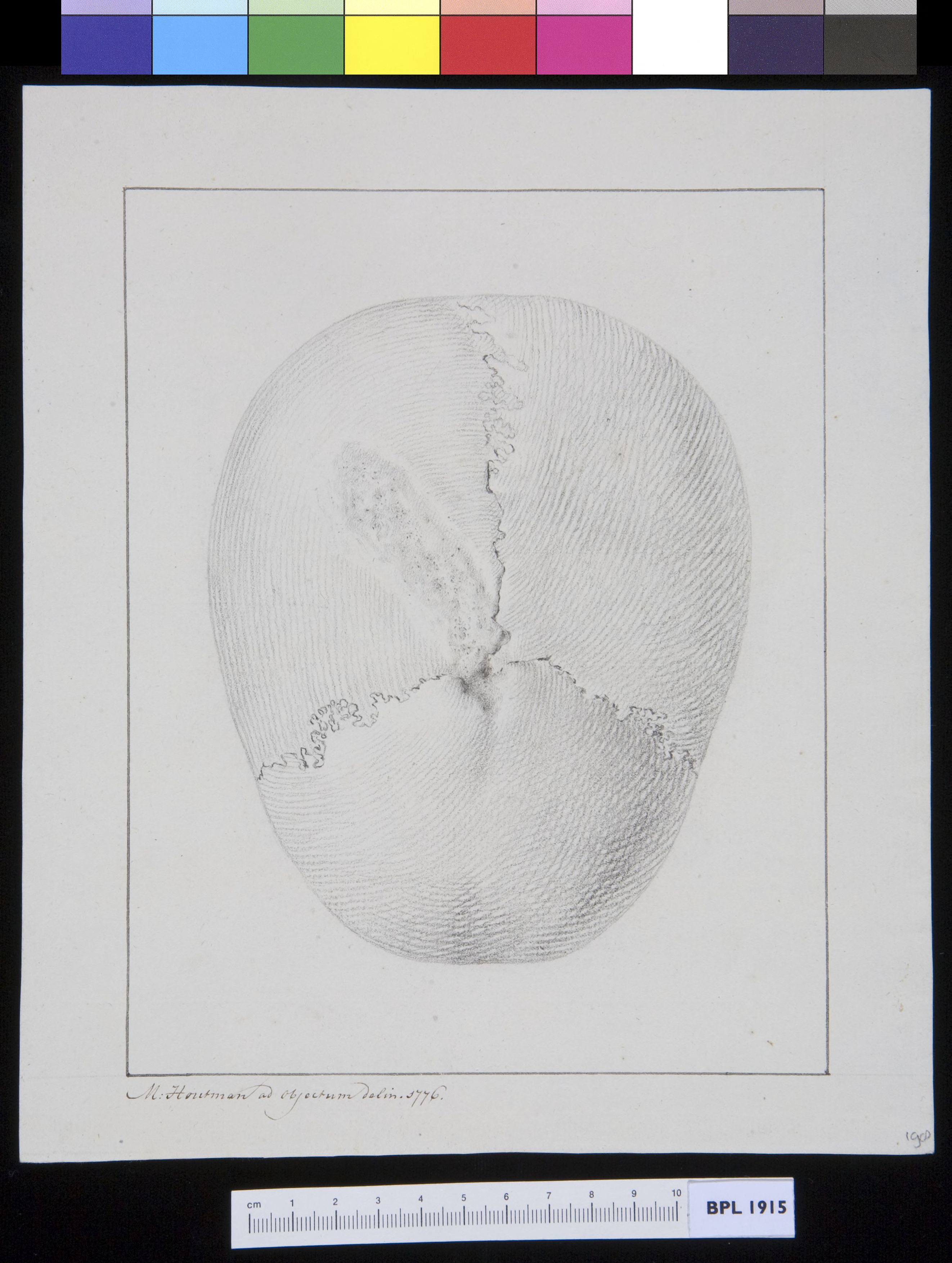 Skull, seen from above