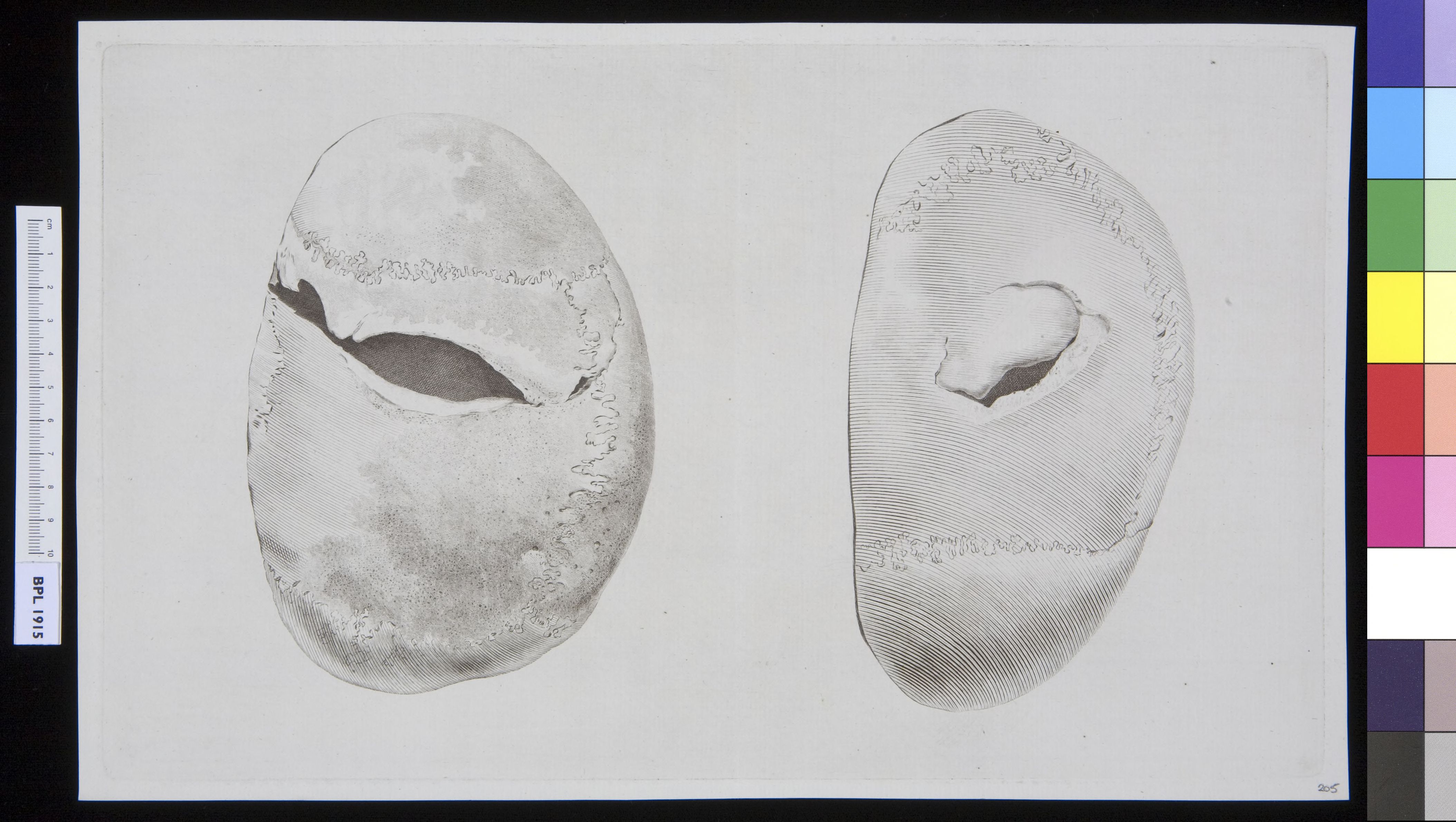 Skull, seen from above (two views)