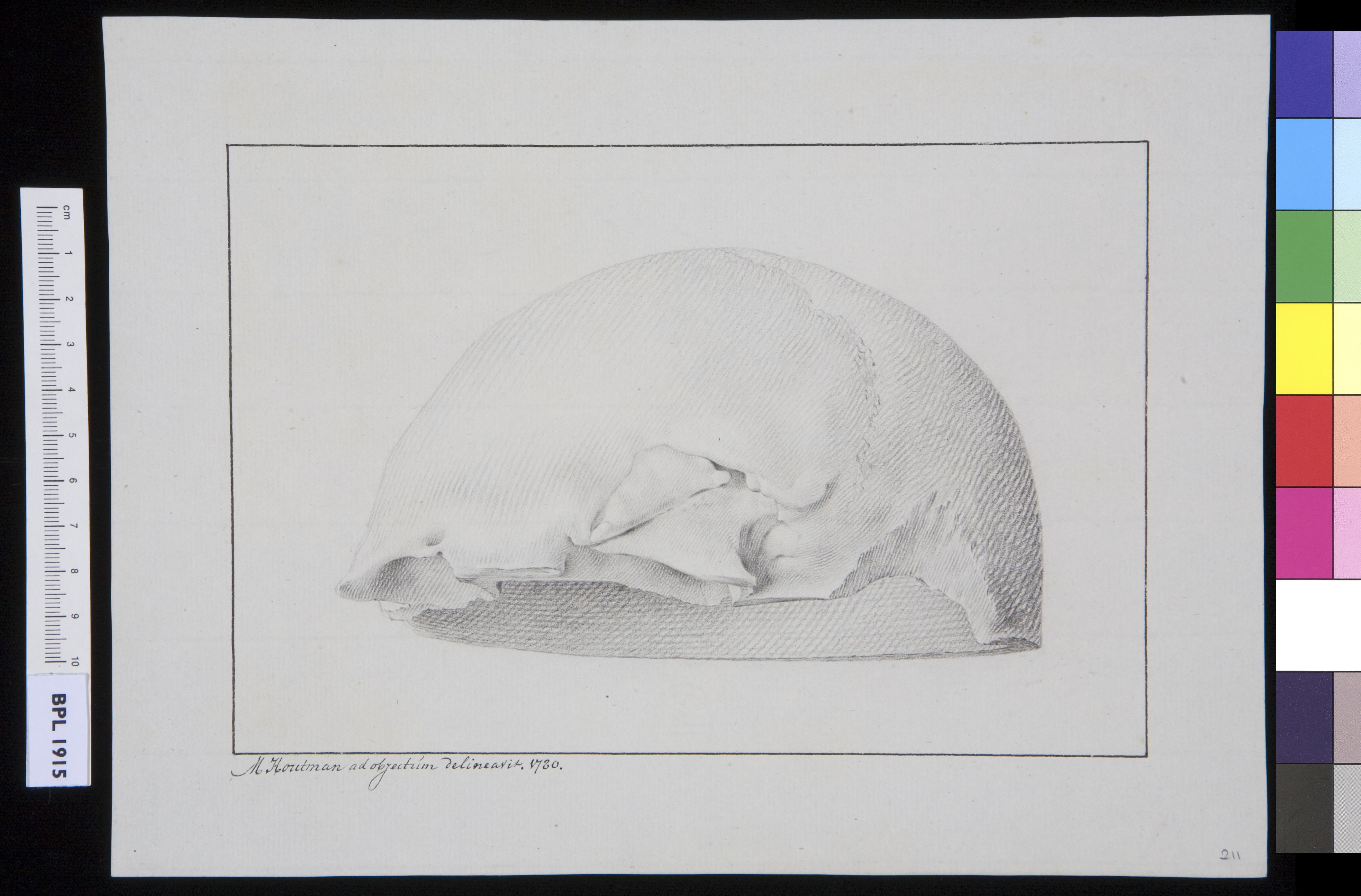 Skull (frontal en parietal)