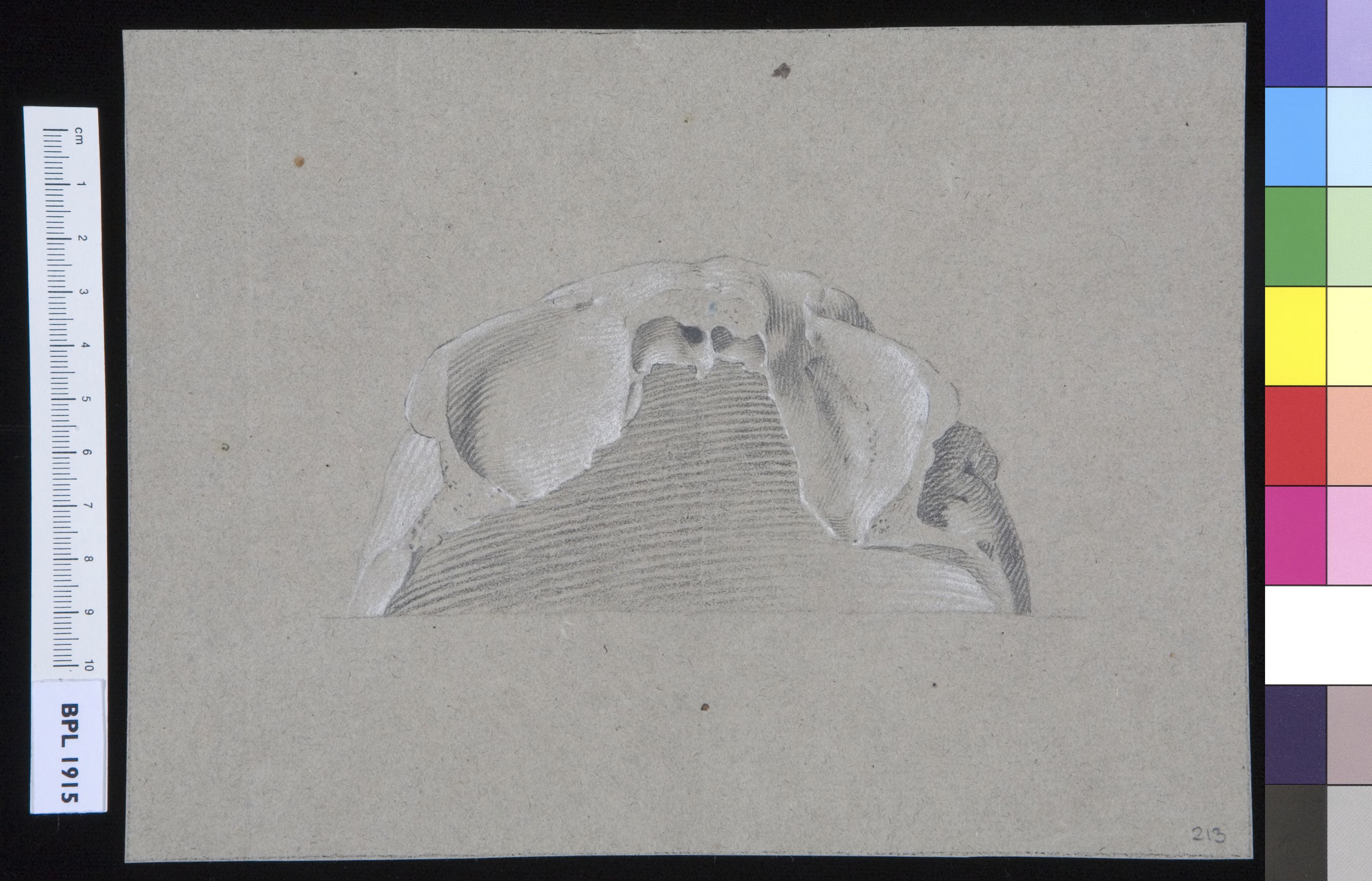 Skull (frontal bone)